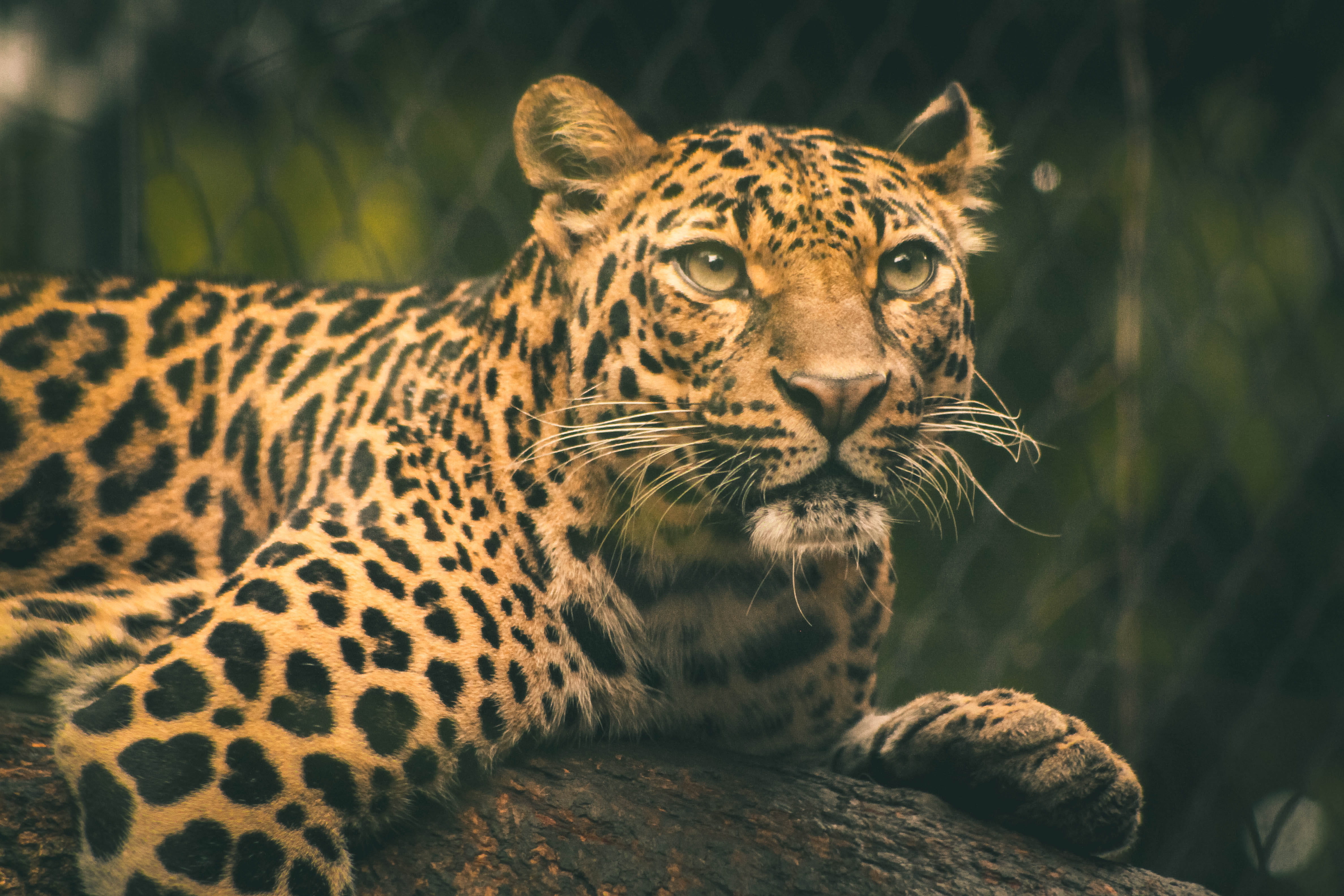 hunter, dangerous, portrait, zoo, mammal, photography, selective, predator, close-up, animal wildlife, eyes, animal, whiskers, nature, vertebrate, wild animal, HD Wallpaper