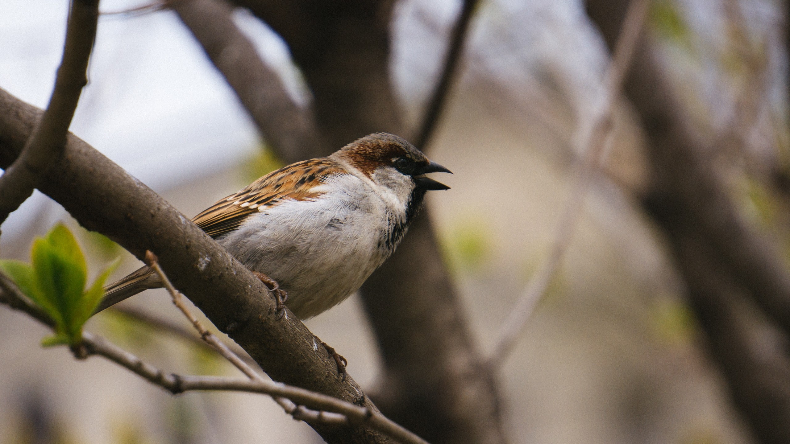 2K, animal wildlife, animals, bokeh, perching, sparrow, no people, branch, day, trees, vertebrate, selective focus, focus on foreground, close-up, nature, HD Wallpaper
