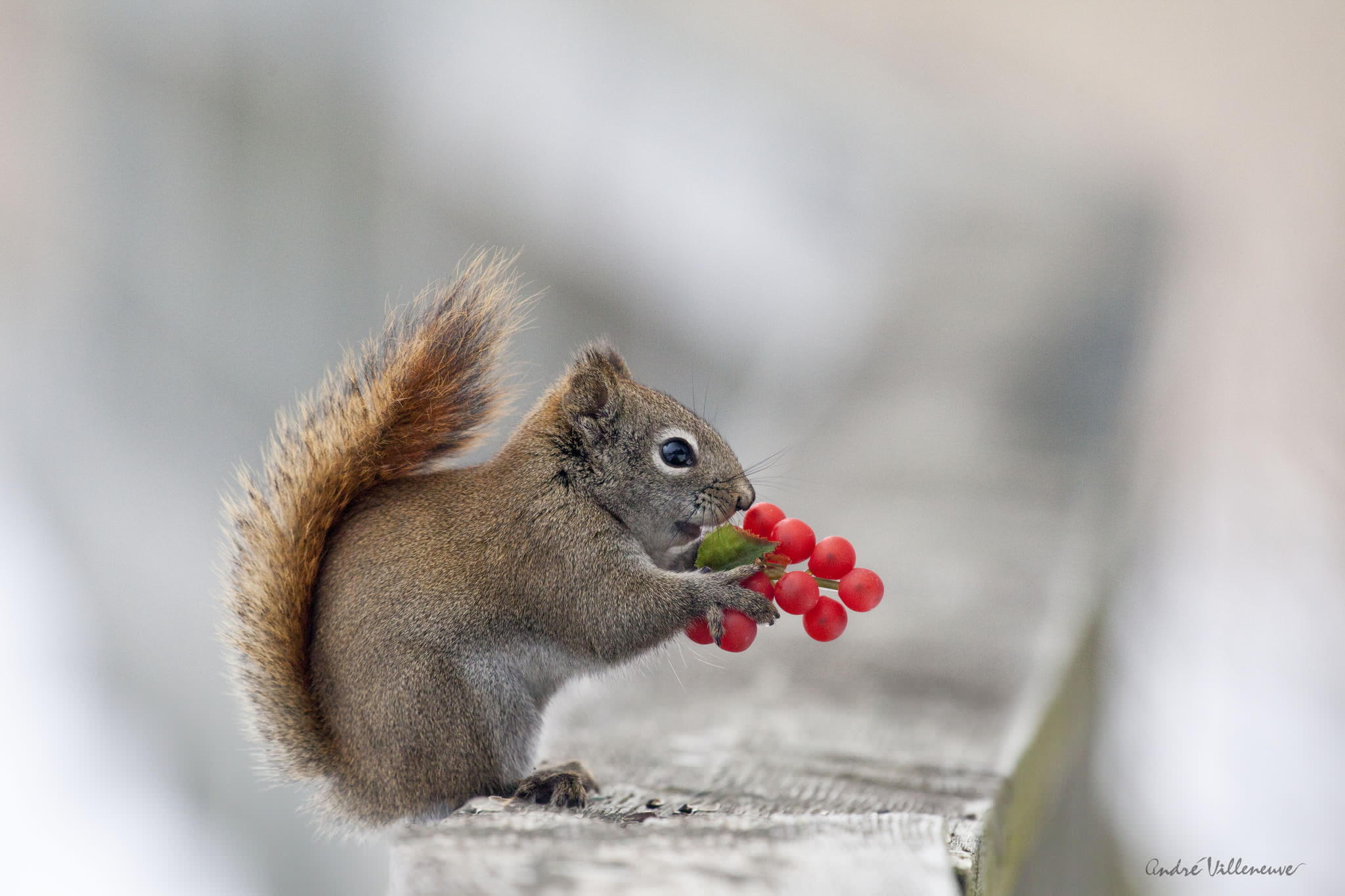 brown, Agora, nature, squirrel, 1080P, macro, protein, animals, HD Wallpaper