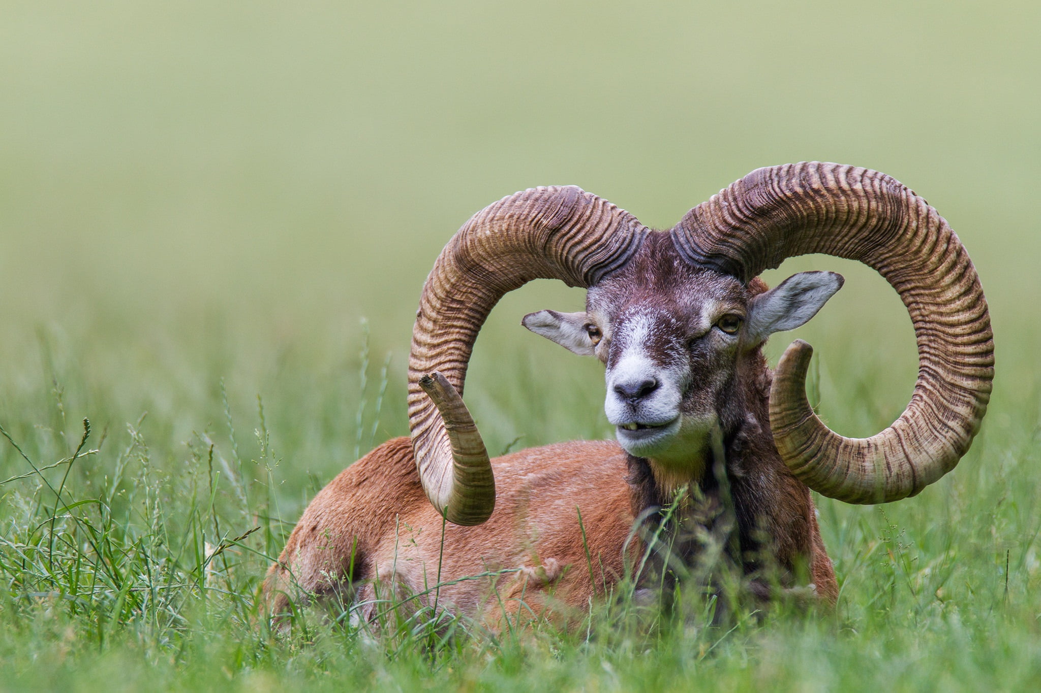 horns, animal head, grass, domestic, 1080P, animal wildlife, nature, herbivorous, land, reserve, pets, domestic animals, vertebrate, green color, field, HD Wallpaper