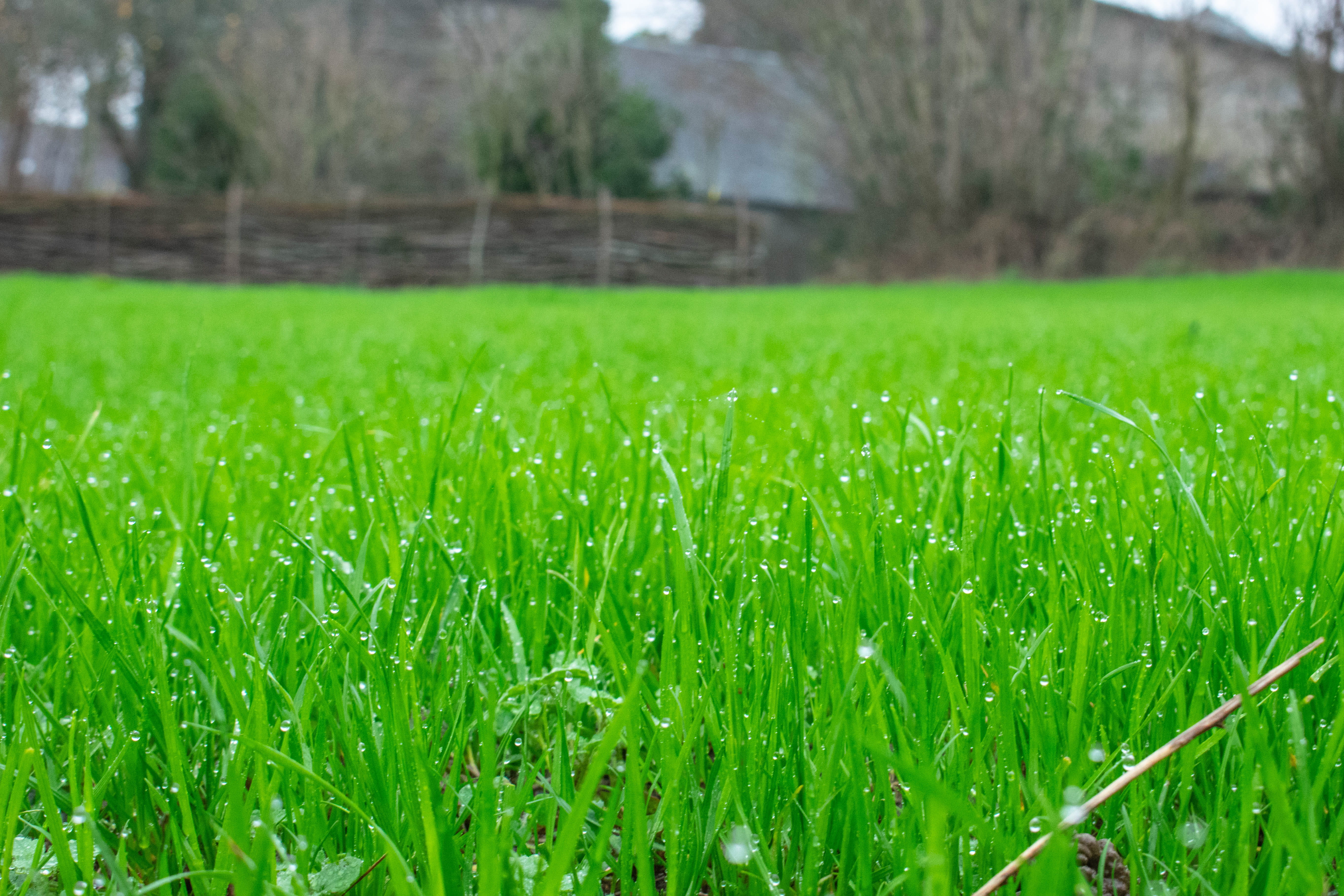 countryside, blade of grass, field, green color, woodland, grass, close-up, yard, 5K, tranquility, france, outdoors, sport, rural scene, grassland, tarmac, HD Wallpaper