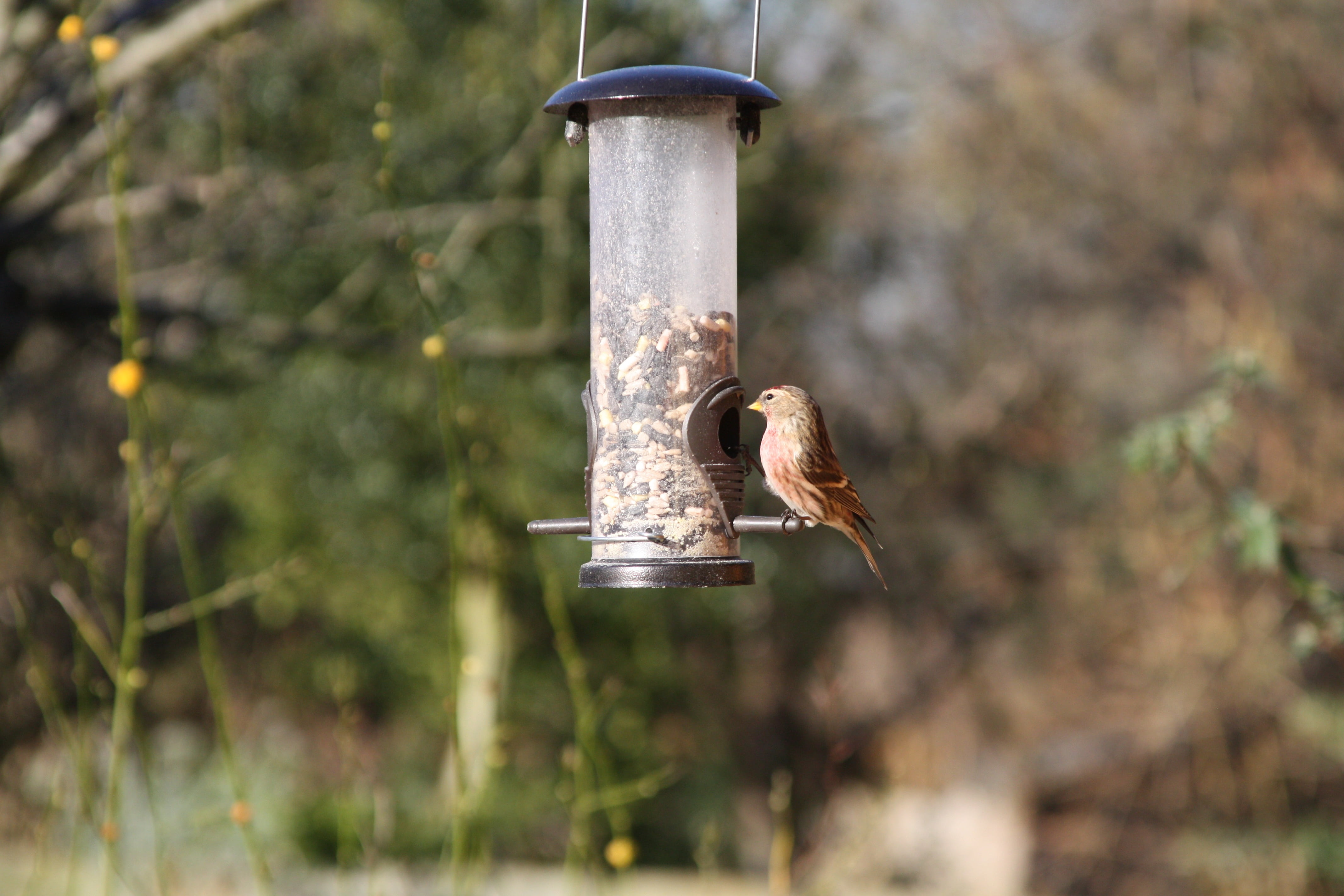 animals in the wild, sitting, brown, 4K, birdwatching, flying, garden, mid-air, hanging, bird, garden bird, animal, wild, colourful, perched, bird feeder, HD Wallpaper