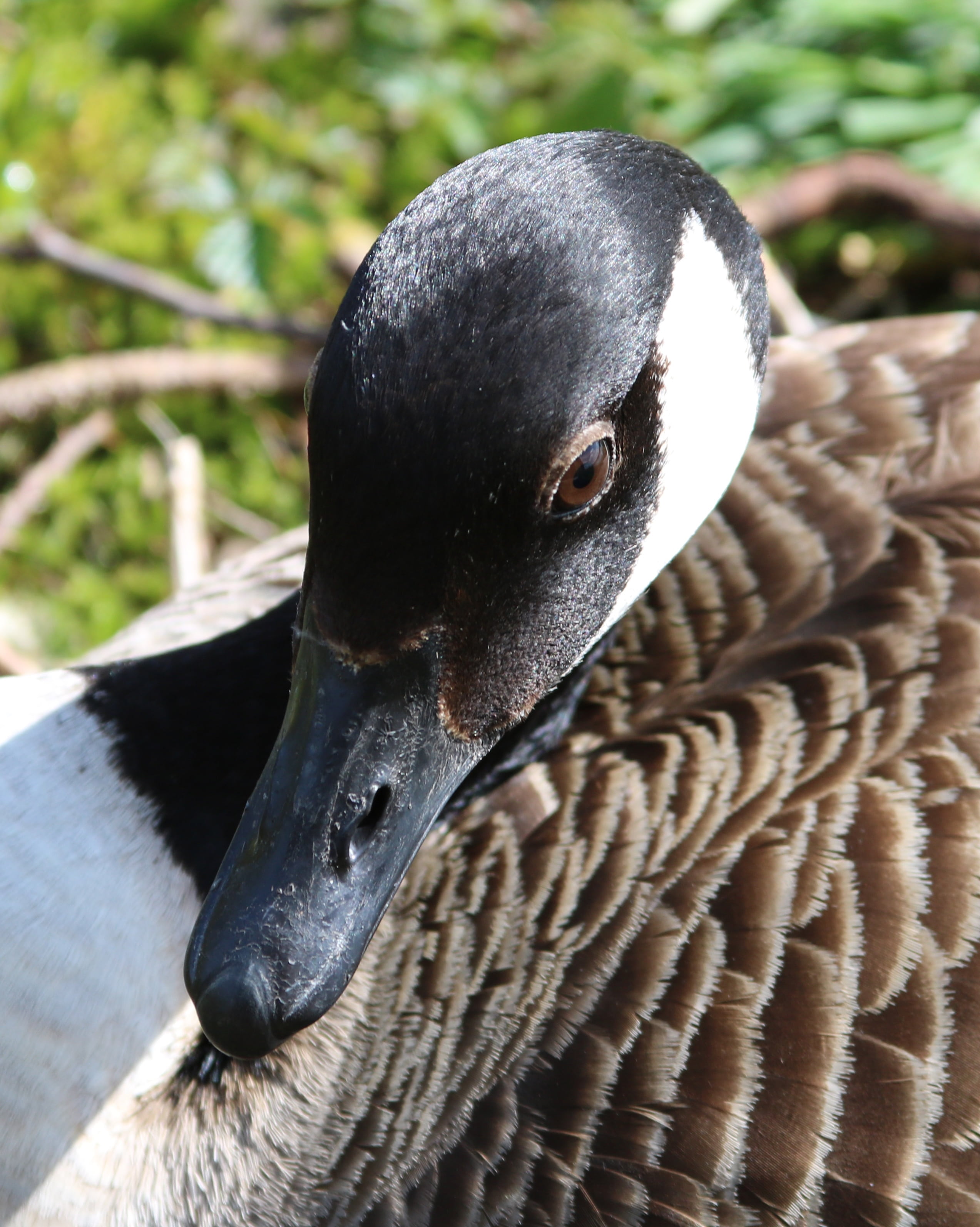 black color, reflection, day, close-up, nature, wildlife, uk, 2K, one animal, vertebrate, close up, pond, bird, lake, reeds, goose, waterfowl, waterbird, Phone HD Wallpaper