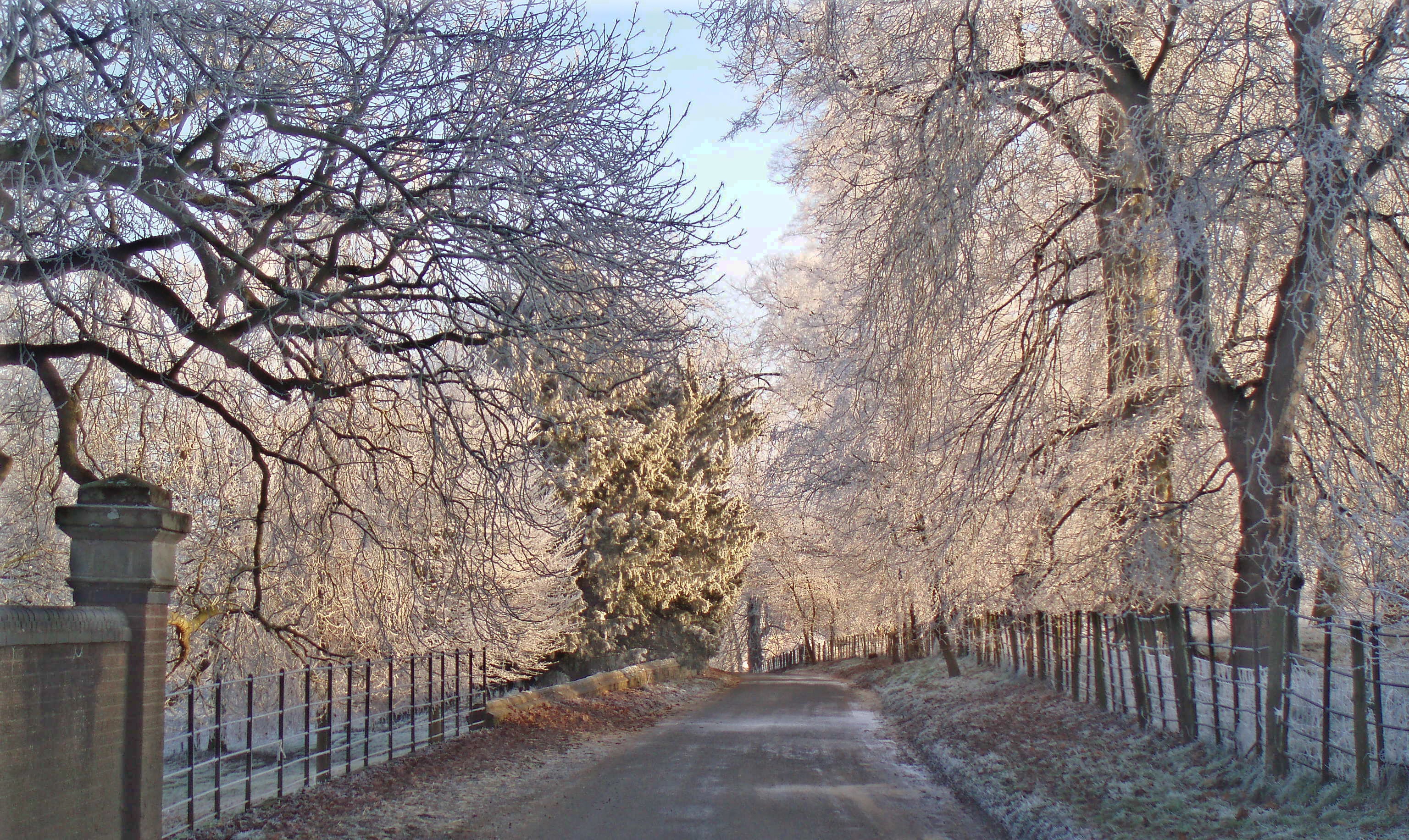 rural, winter, tree, the way forward, cold, nature, treelined, vanishing point, 2K, uk, trunk, england, village, landscape, direction, cold temperature, HD Wallpaper