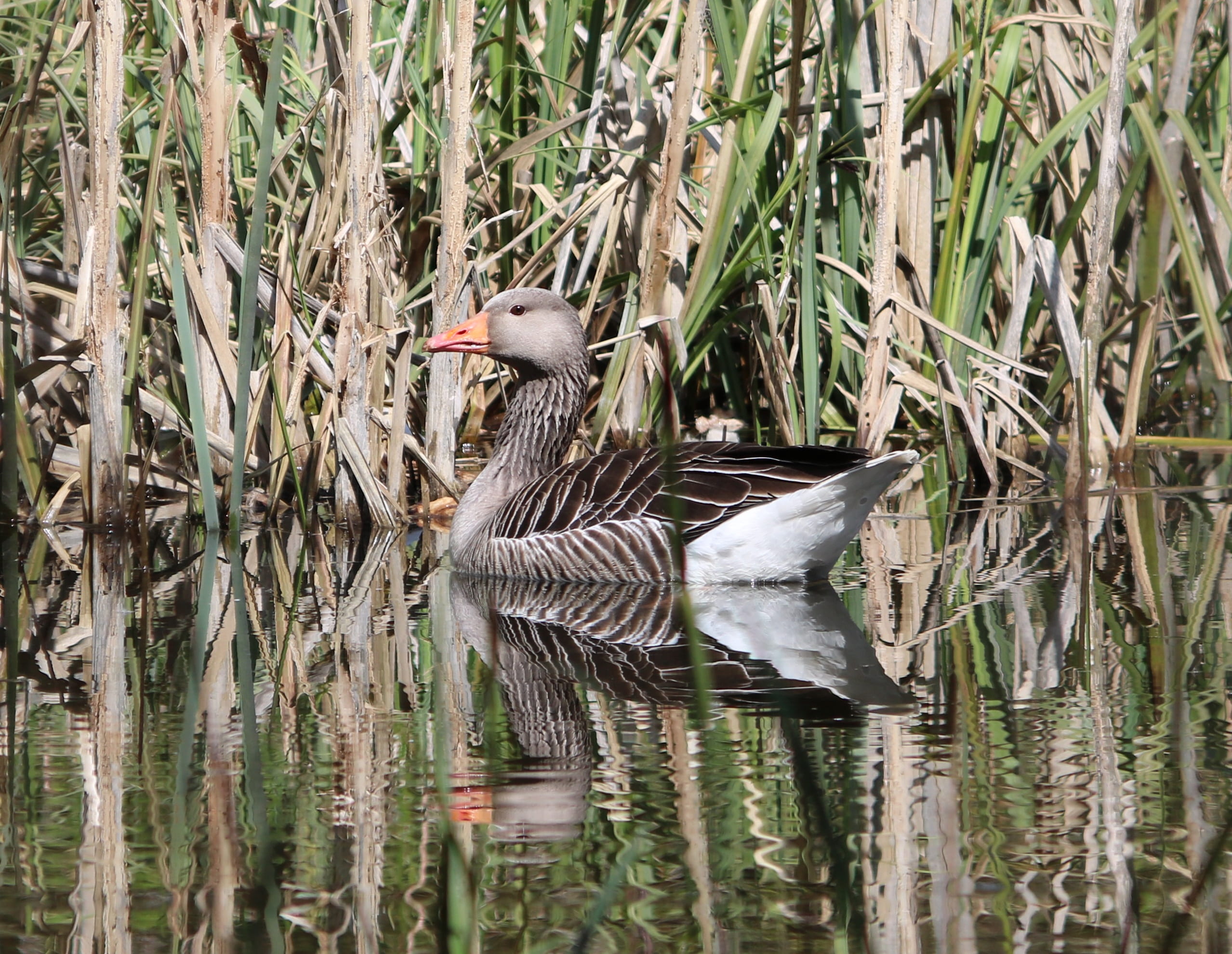 gosling, animal, waterbird, warwickshire, 1080P, spring, animal family, reflection, vertebrate, animal themes, no people, nature, waterfowl, goose, bird, HD Wallpaper