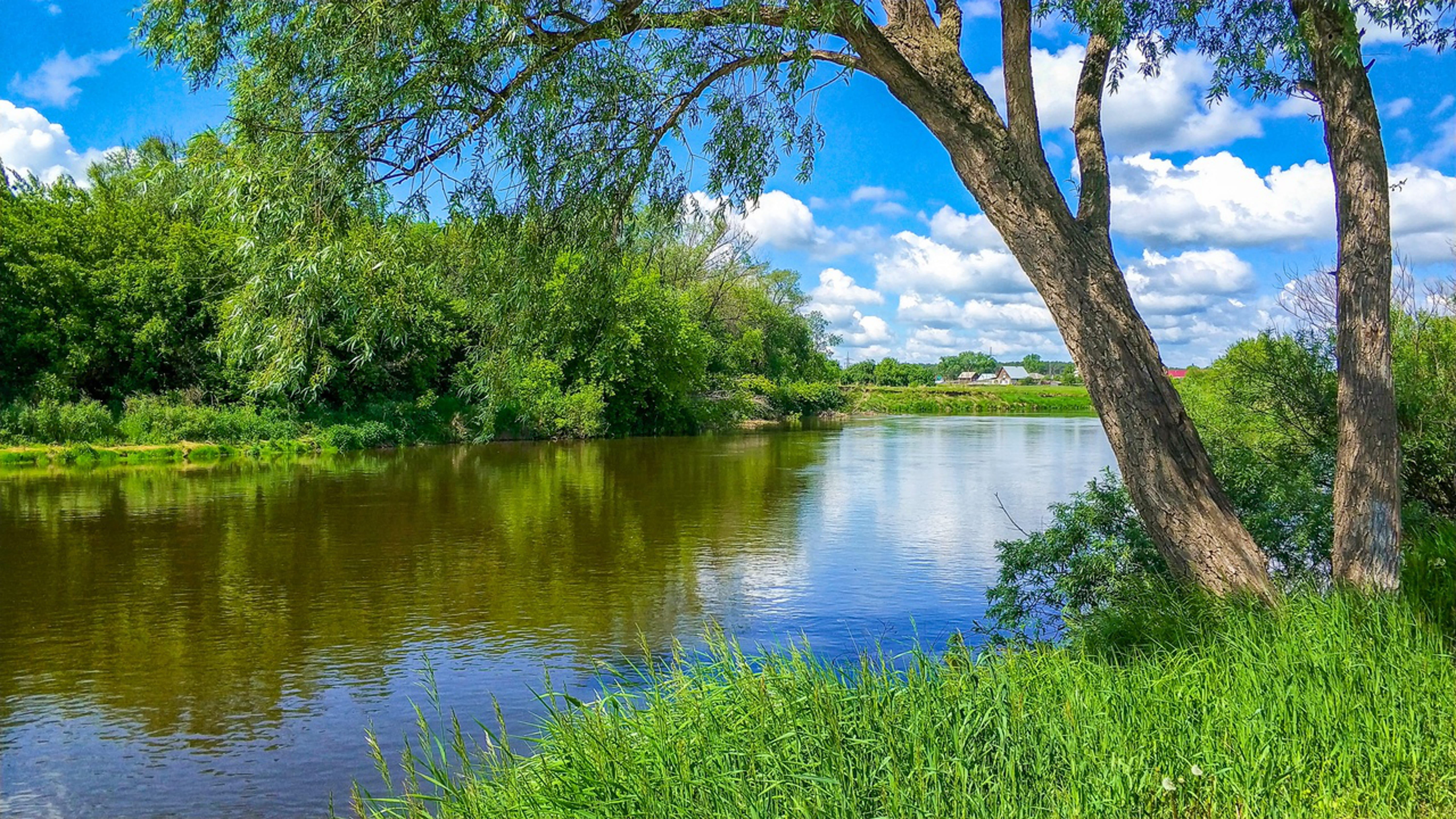 forest, relaxation, growth, land, vacation, grass, clouds, plant, quiet, green color, summer, meadow, lake, outdoors, non-urban scene, the bushes, idyll, HD Wallpaper