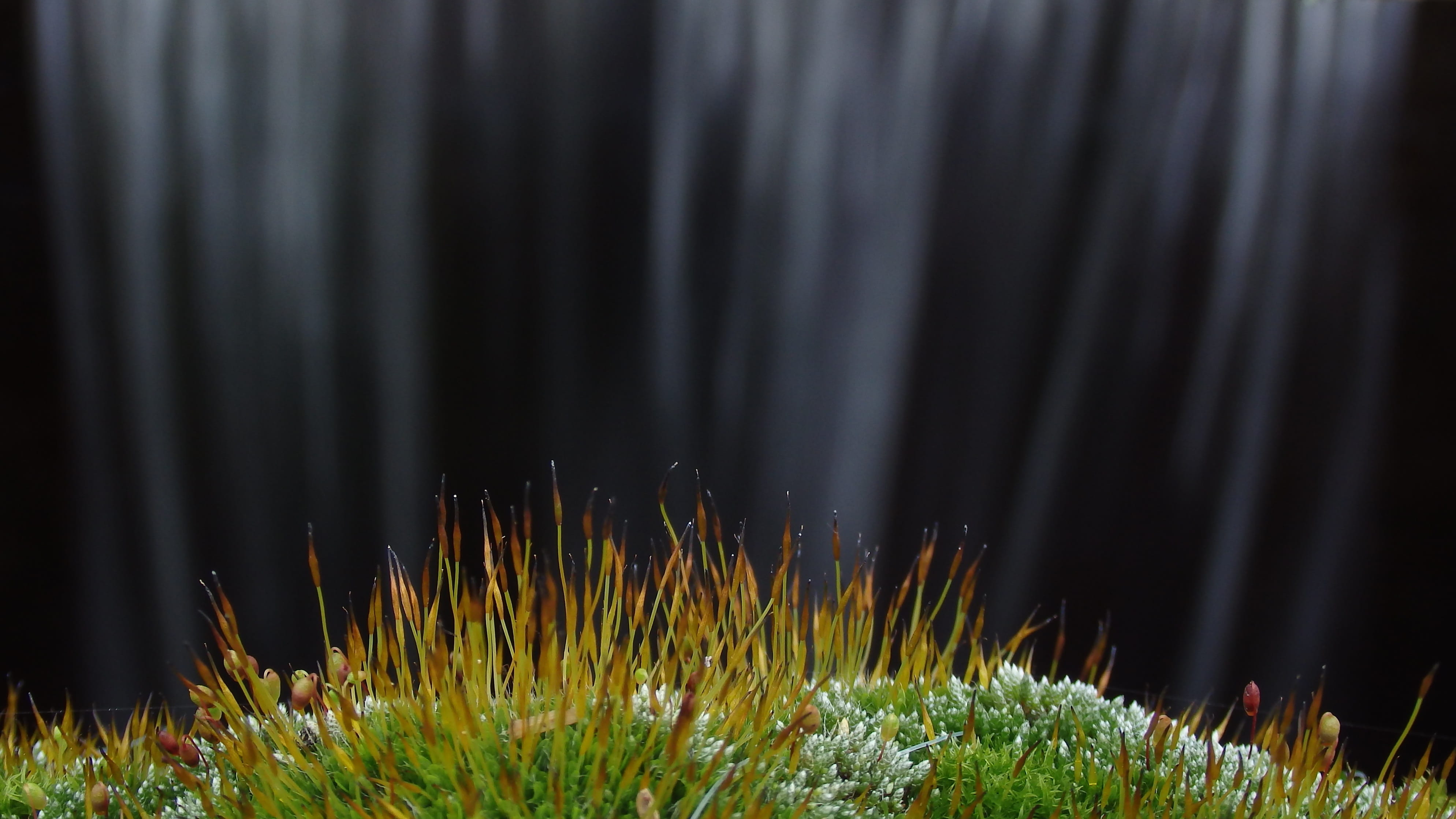 4K, shoots, environment, forest, growth, night, coniferous tree, cataract, moss, force, defocused, woodland, tranquility, grass, close-up, flood, plant, HD Wallpaper