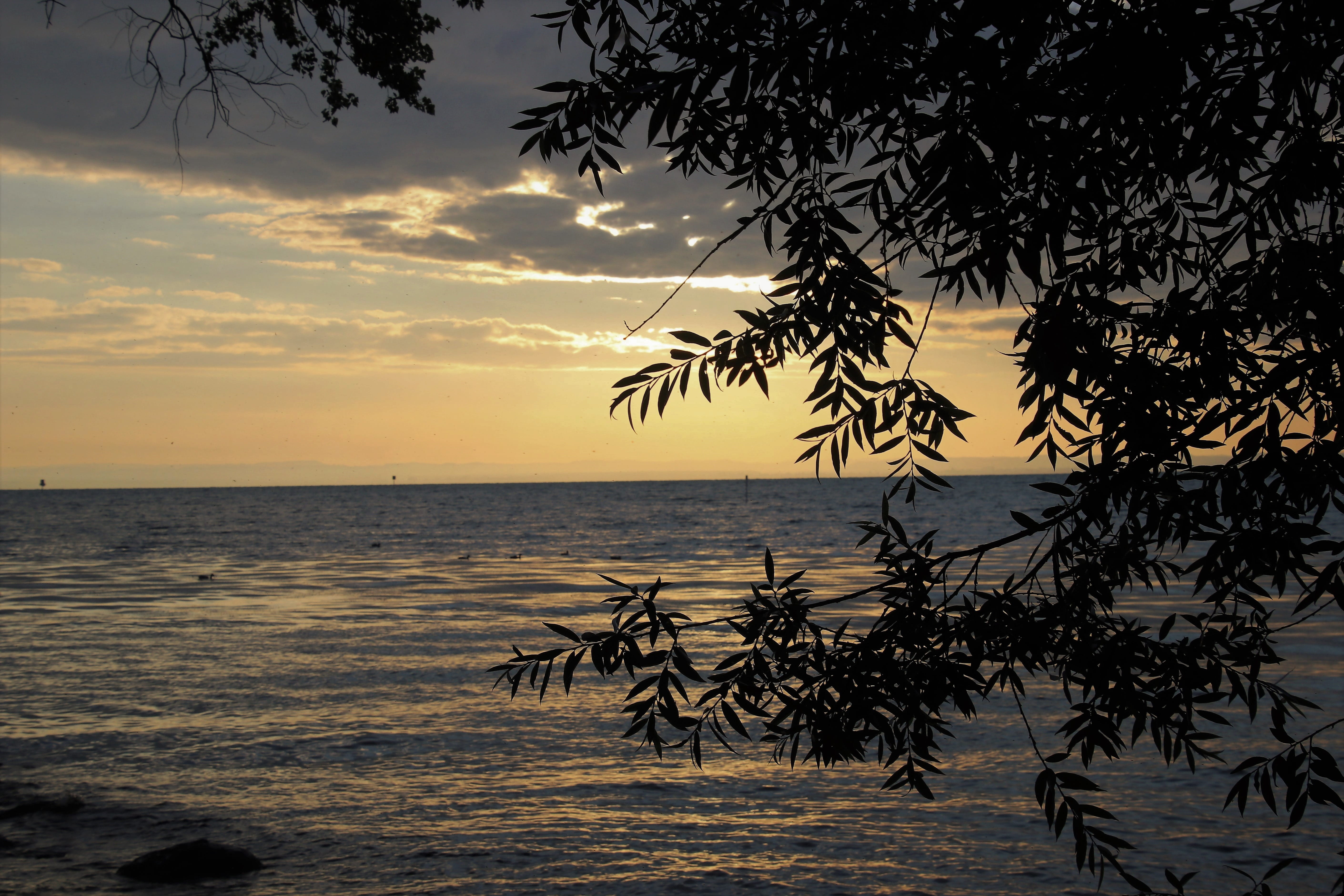 sky, horizon, outdoors, tranquility, in the morning, branches, relaxation, weather mood, bodensee, no people, the silence, sea, scenery, cloud - sky, figure, HD Wallpaper