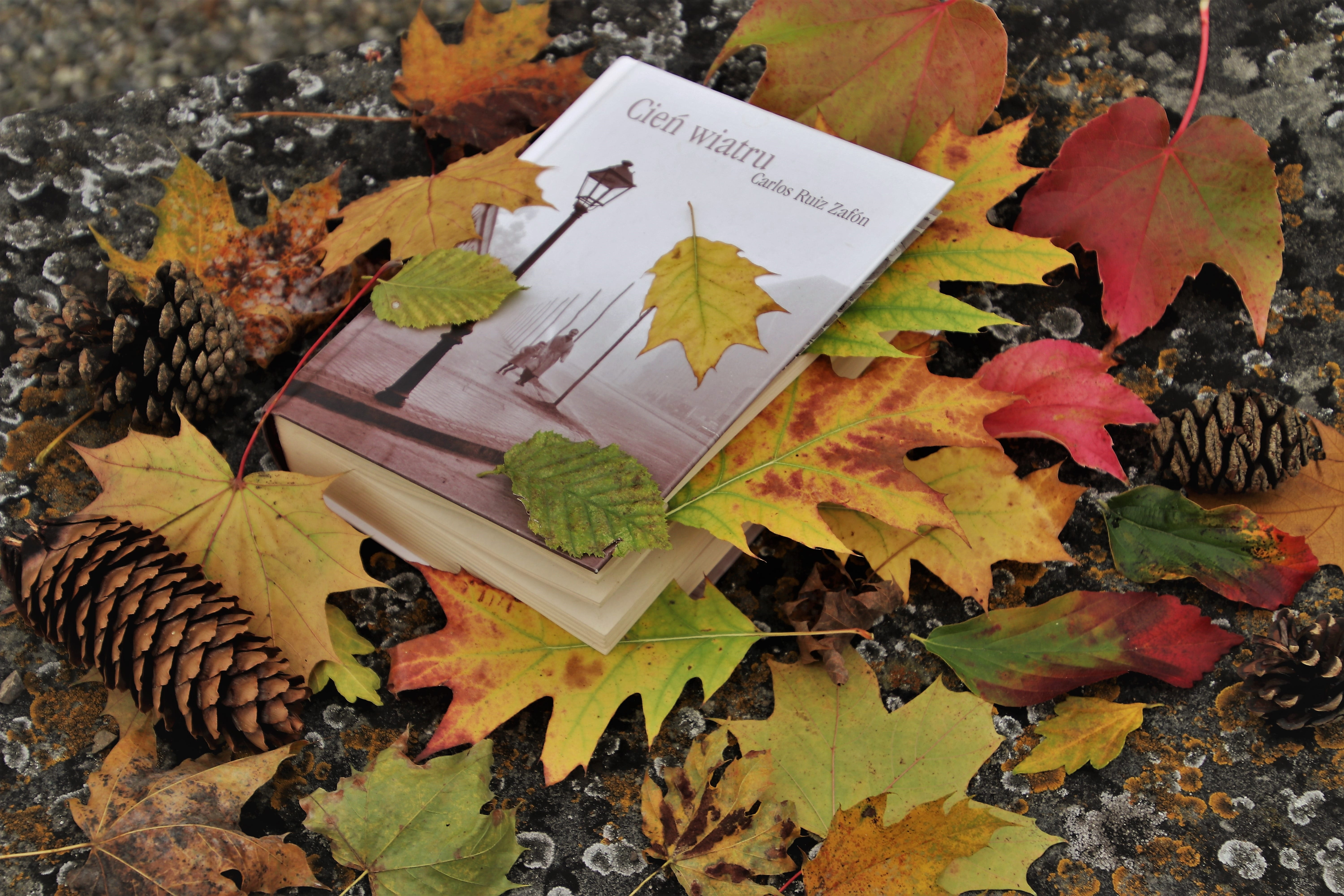 close-up, fall, day, relaxation, leaves, plant, message, orange color, no people, wisdom, at the court of, change, colorful, reading, leaf, 5K, season, HD Wallpaper