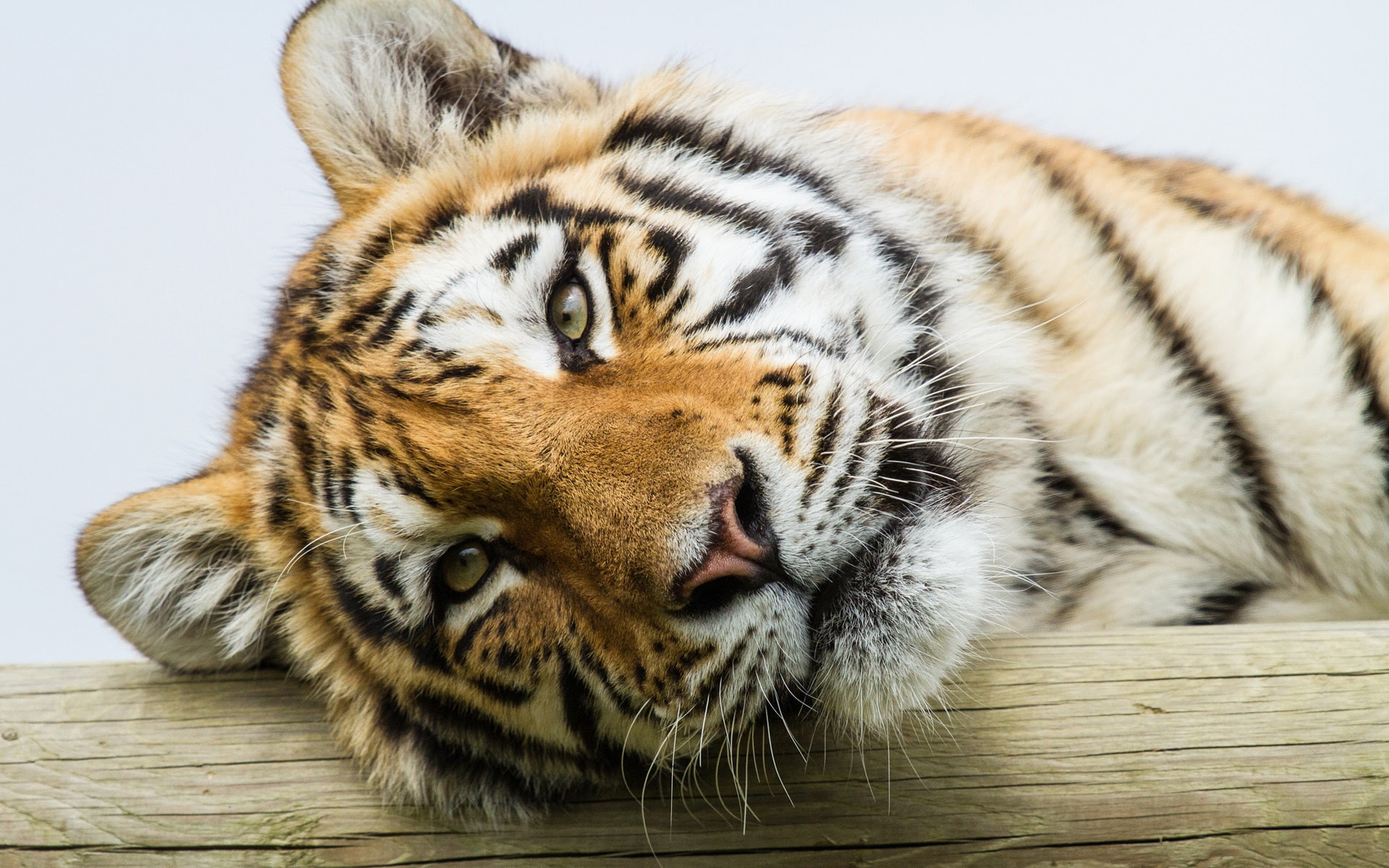 1080P, Amur, Tiger, Eyes, close, Face, HD Wallpaper