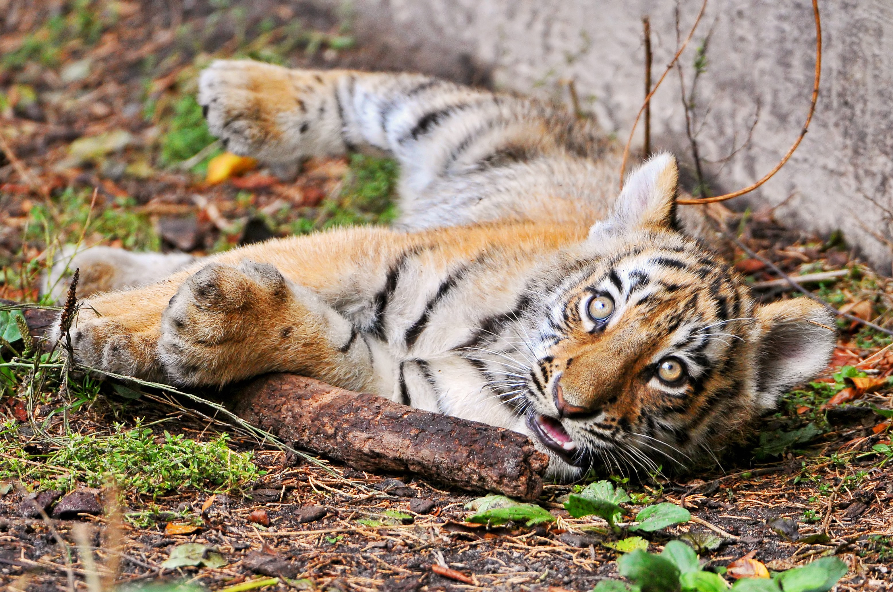 cub, baby, stick, 2K, look, © Tambako The Jaguar, tiger, Amur, Cat, HD Wallpaper