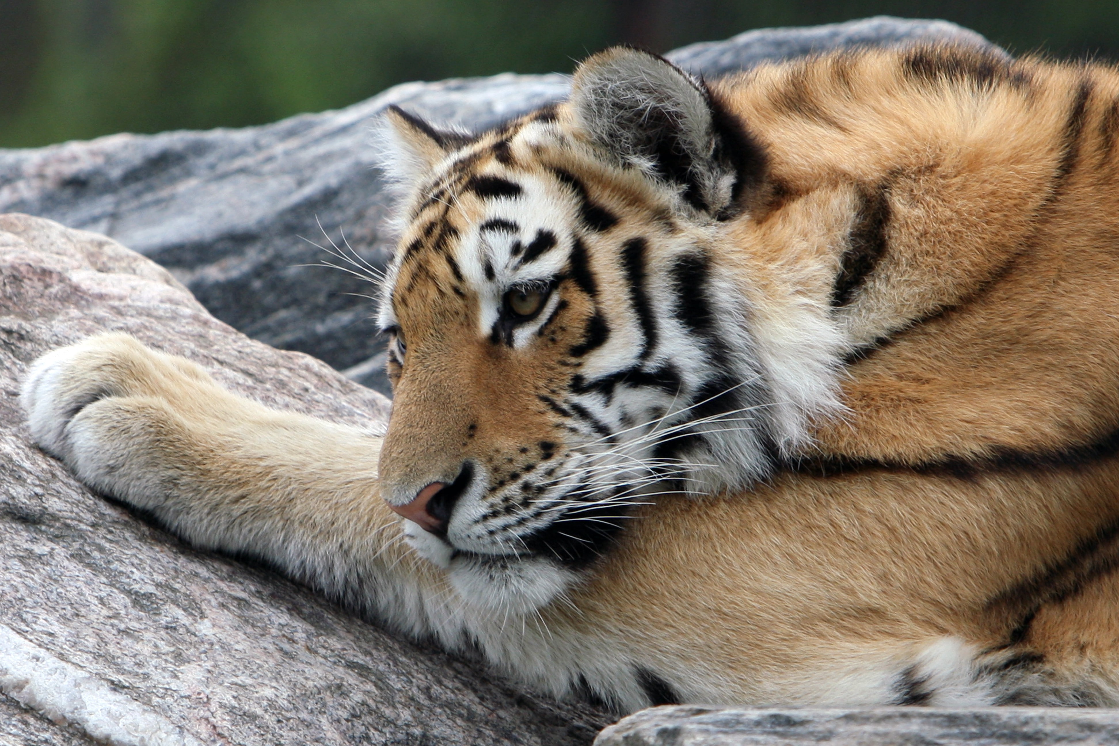 stone, Amur tiger, snout, tiger, Cat, rest, 4K, HD Wallpaper