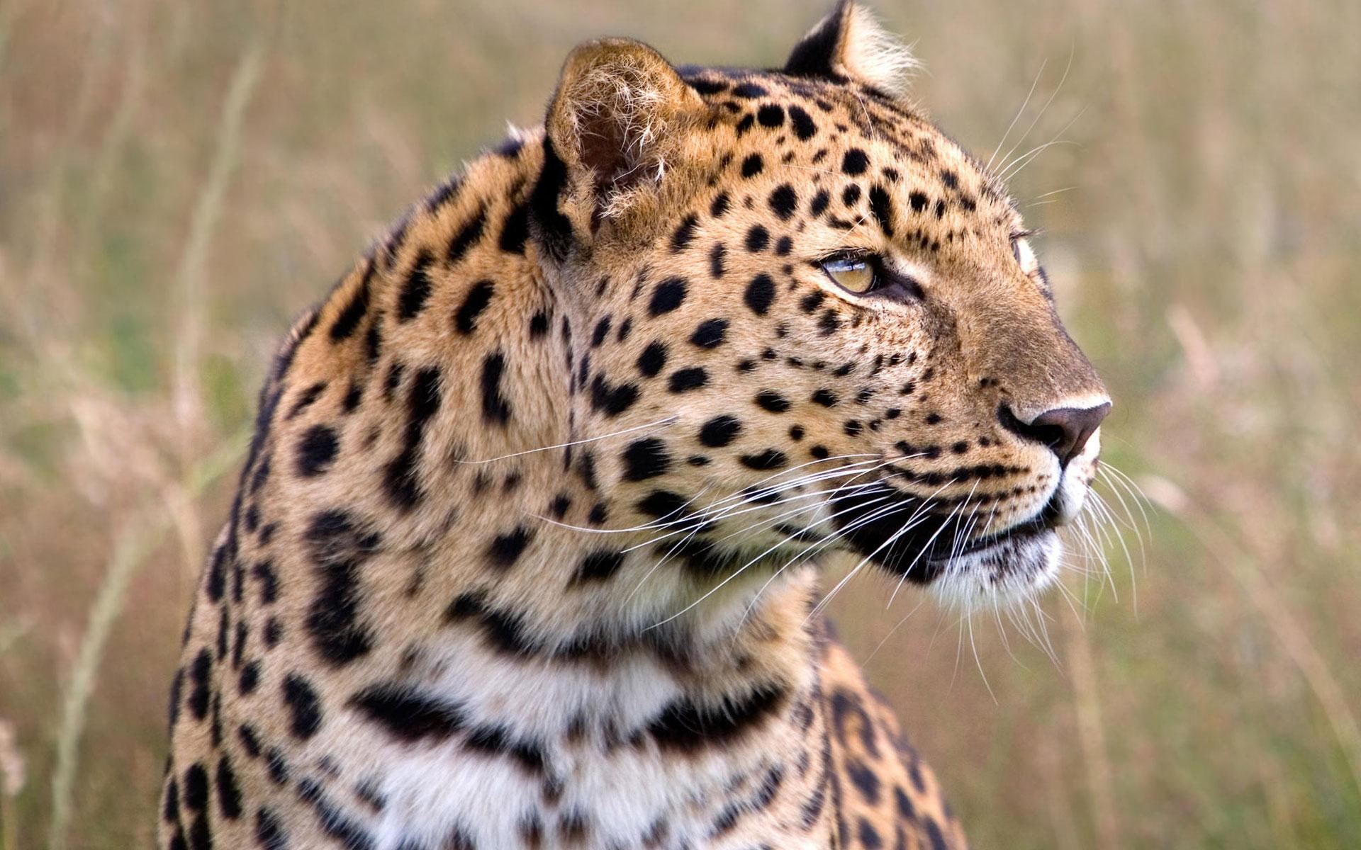 wildlife, uk, heritage, tigers, male, amur, leopard, 1080P, HD Wallpaper