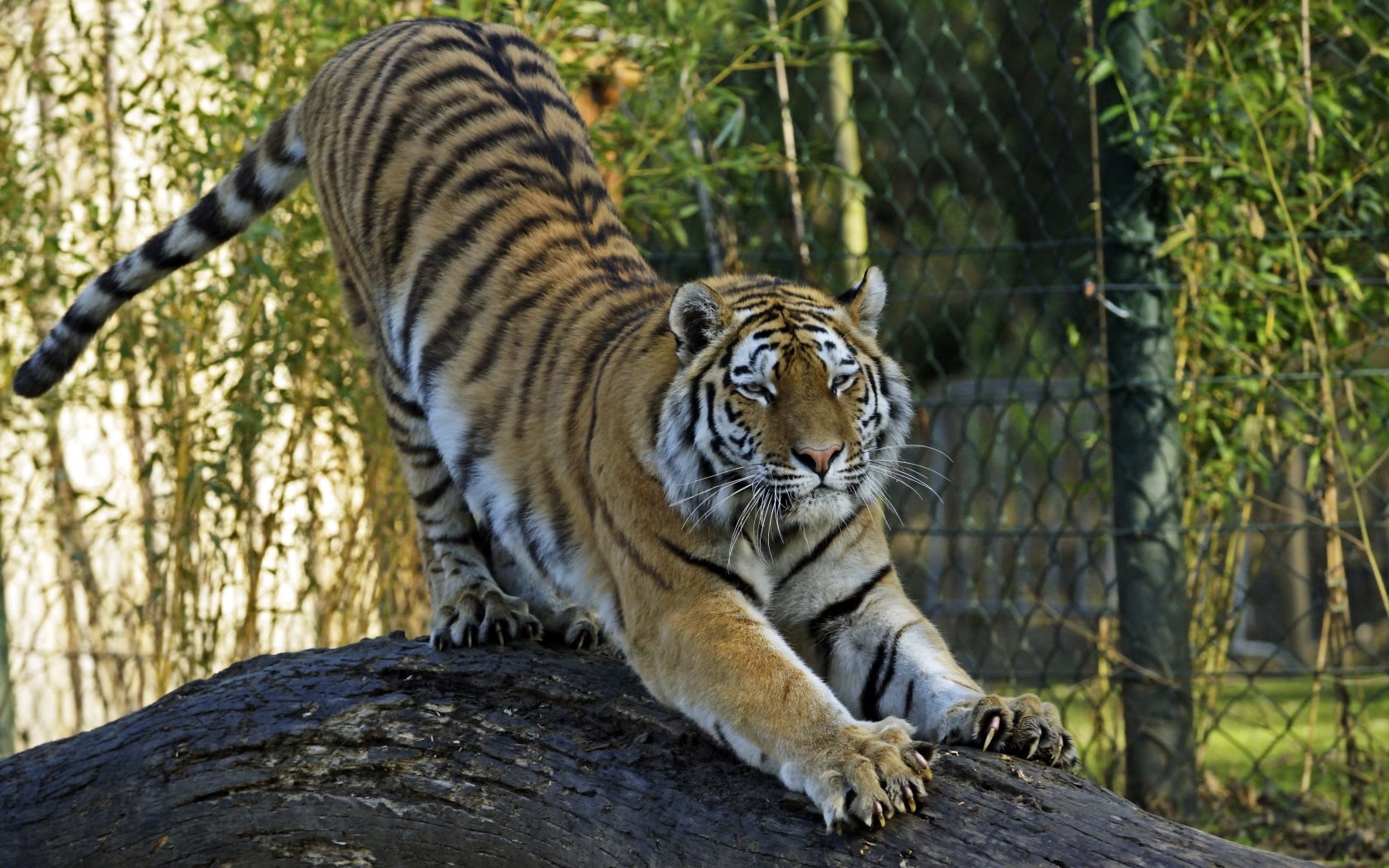 safari Animals, staring, striped, wildlife, tree, carnivora, black, tigris River, one animal, whisker, large, 720P, endangered Species, bengal Tiger, predator, HD Wallpaper