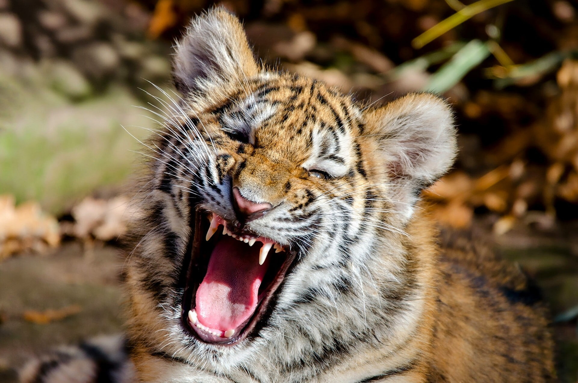 kitten, jaws, cub, The Amur tiger, 1080P, face, tiger, tiger cub, amur, HD Wallpaper