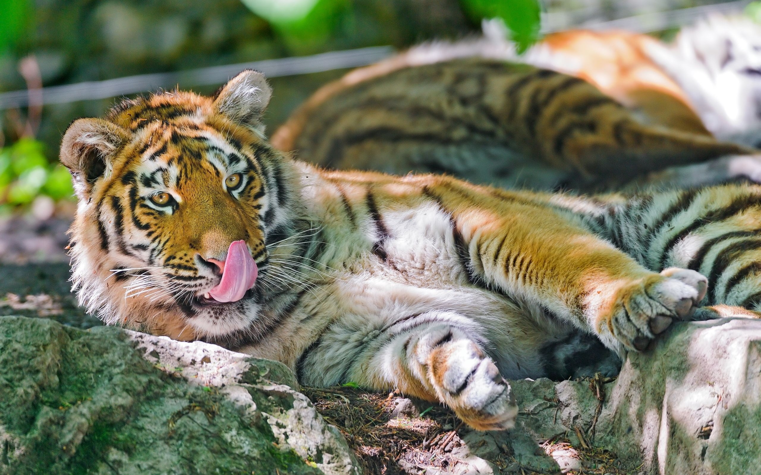 brown, Amur, Predator, Stone, Tiger, black, Rest, 2K, HD Wallpaper