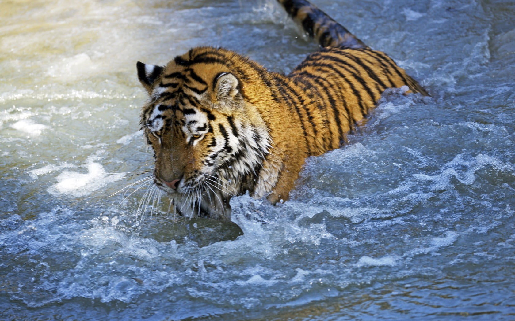 close-up, animal themes, whisker, motion, carnivore, tigris River, no people, cat, carnivora, amur tiger, wildlife, large, big Cat, animal wildlife, fur, HD Wallpaper