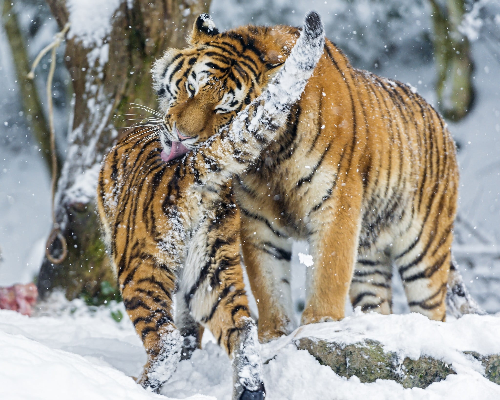 brown, carnivora, danger, bengal Tiger, cat, baby, mammal, forest, undomesticated Cat, striped, amur tiger, animal, focus on foreground, animals Hunting, HD Wallpaper