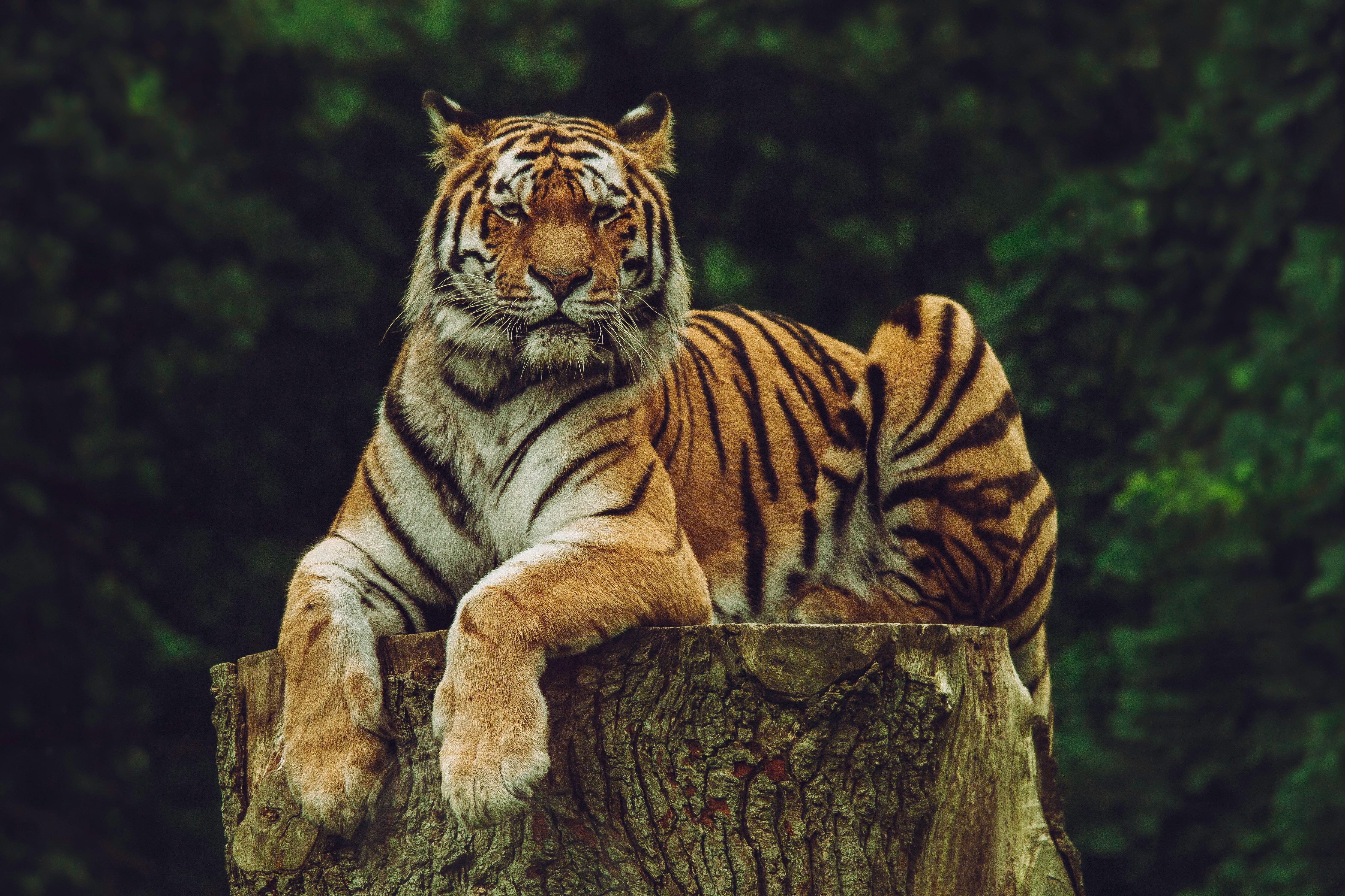 endangered Species, fur, outdoors, large, 4K, predator, animals In The Wild, plant, nature, animal, looking, cat, mammal, striped, amur tiger, undomesticated Cat, HD Wallpaper