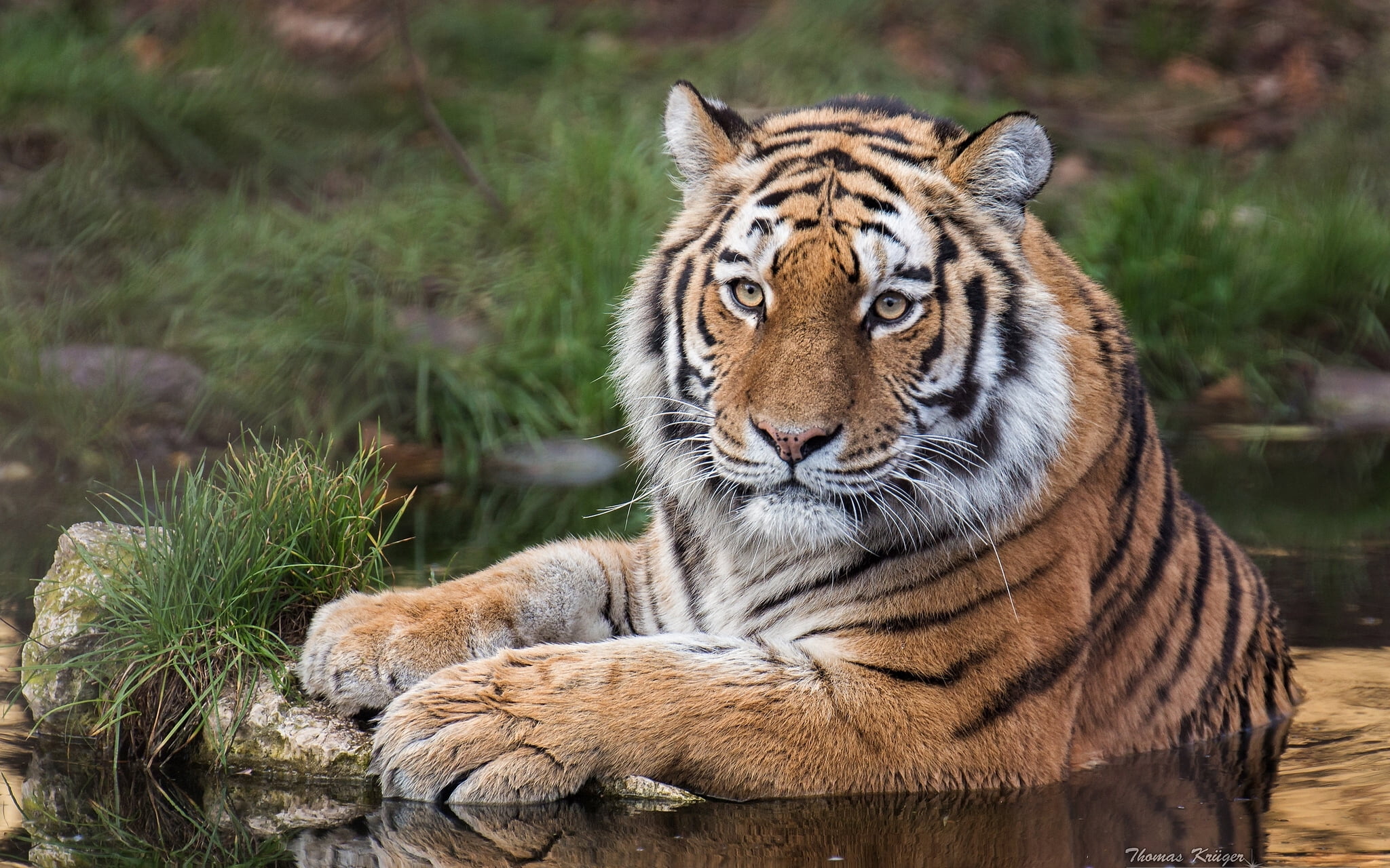 nature, one animal, whisker, focus on foreground, adult, The Amur tiger, look, animal, tiger, day, striped, wild cat, looking at camera, predator, big cat, HD Wallpaper