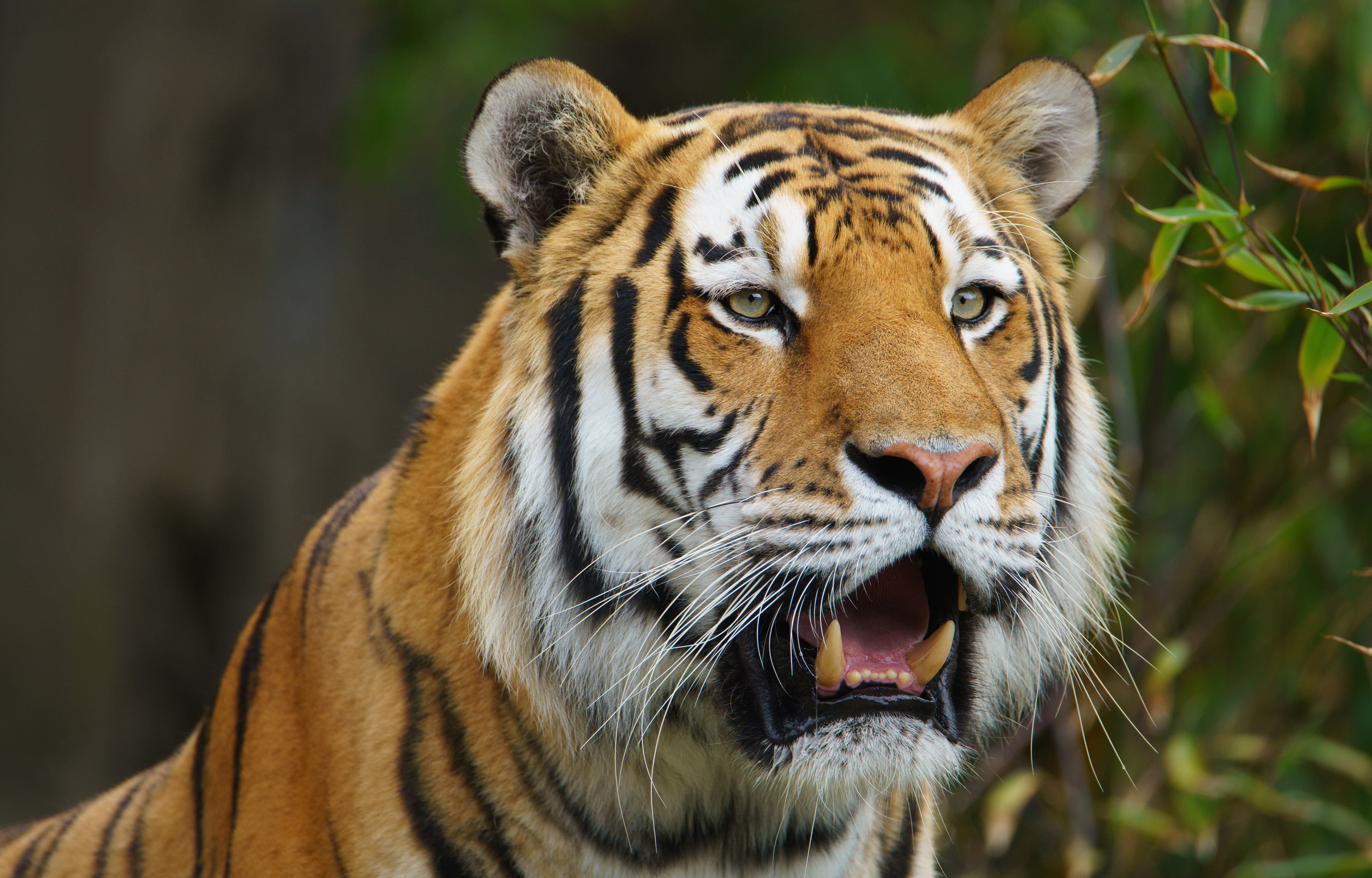The Amur tiger, face, tiger, predator, wild cat, 5K, HD Wallpaper
