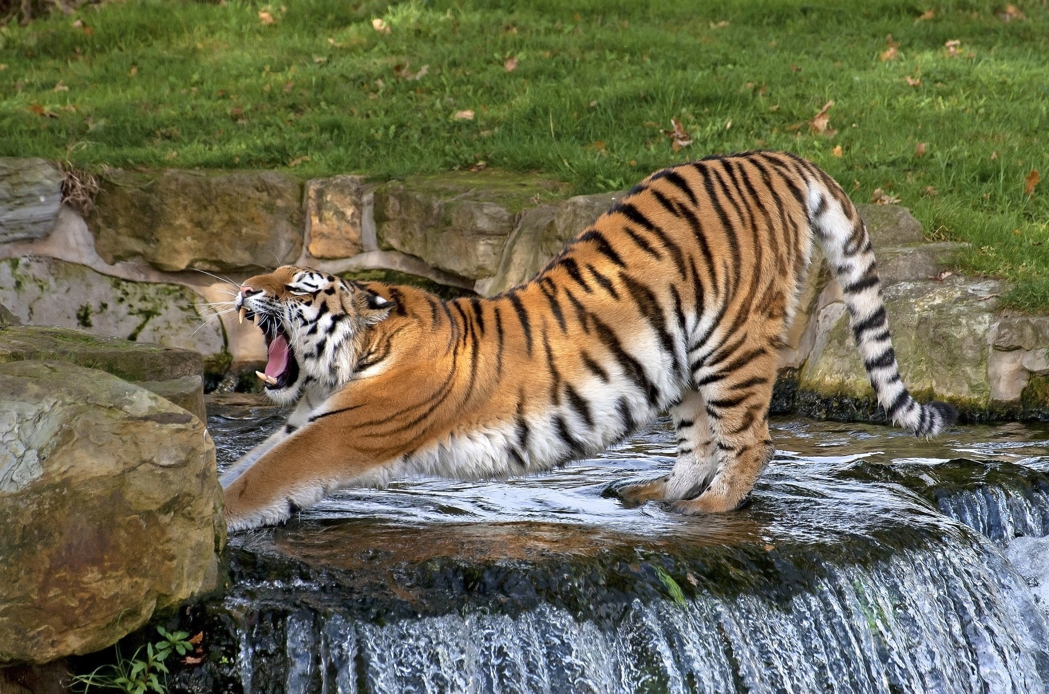 big cat, fangs, pose, animals in the wild, outdoors, animal, carnivora, nature, one animal, warm-up, strips, mammal, animal themes, stretching, waterfall, HD Wallpaper