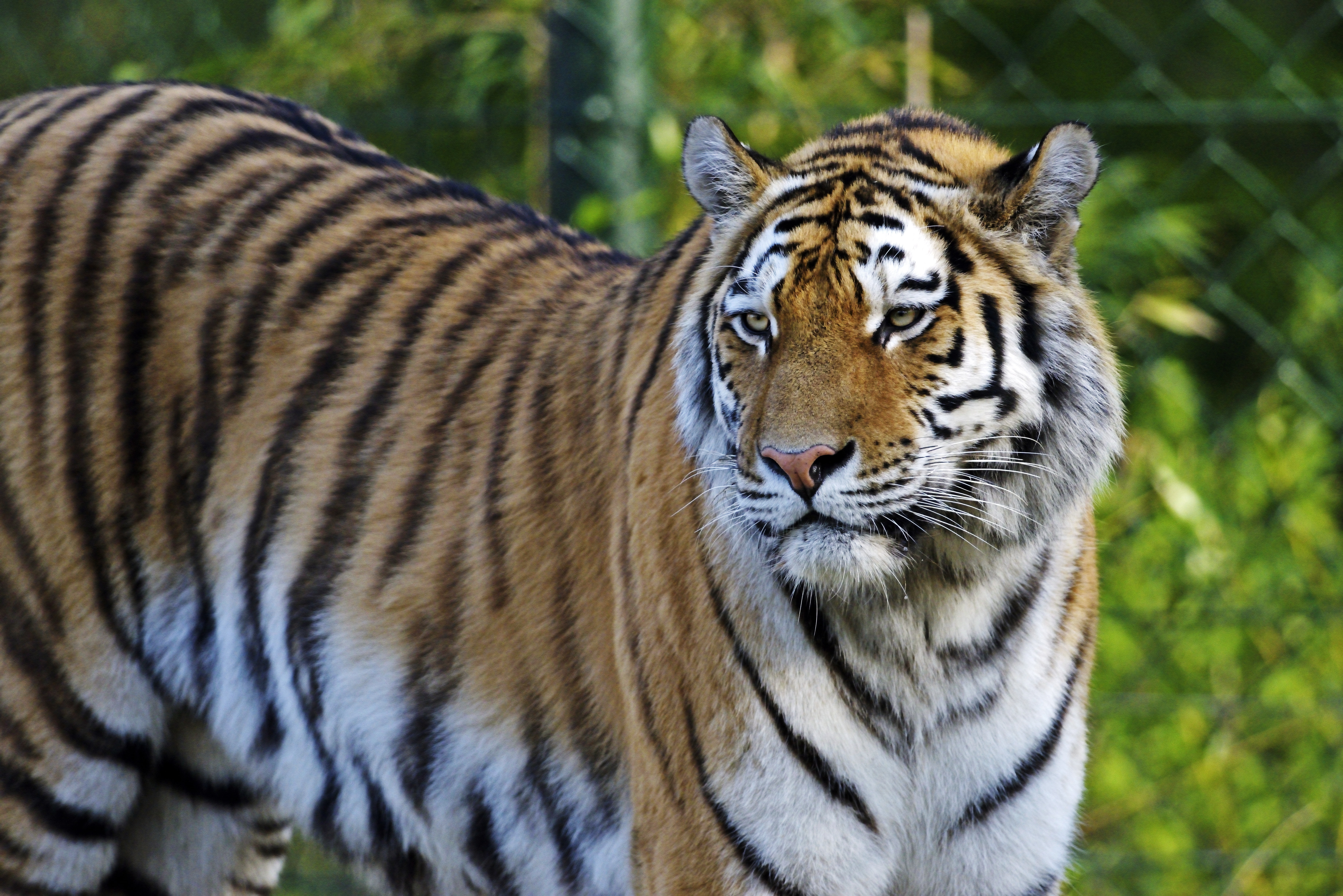 Amur, cat, tiger, look, 5K, HD Wallpaper