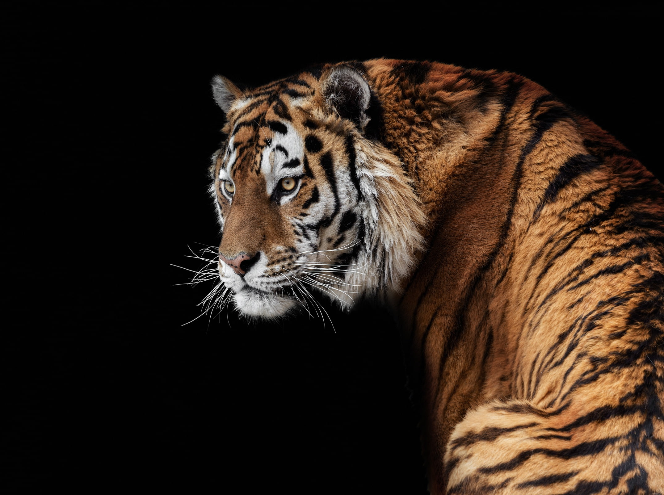 handsome, Amur, 1080P, tiger, predator, HD Wallpaper
