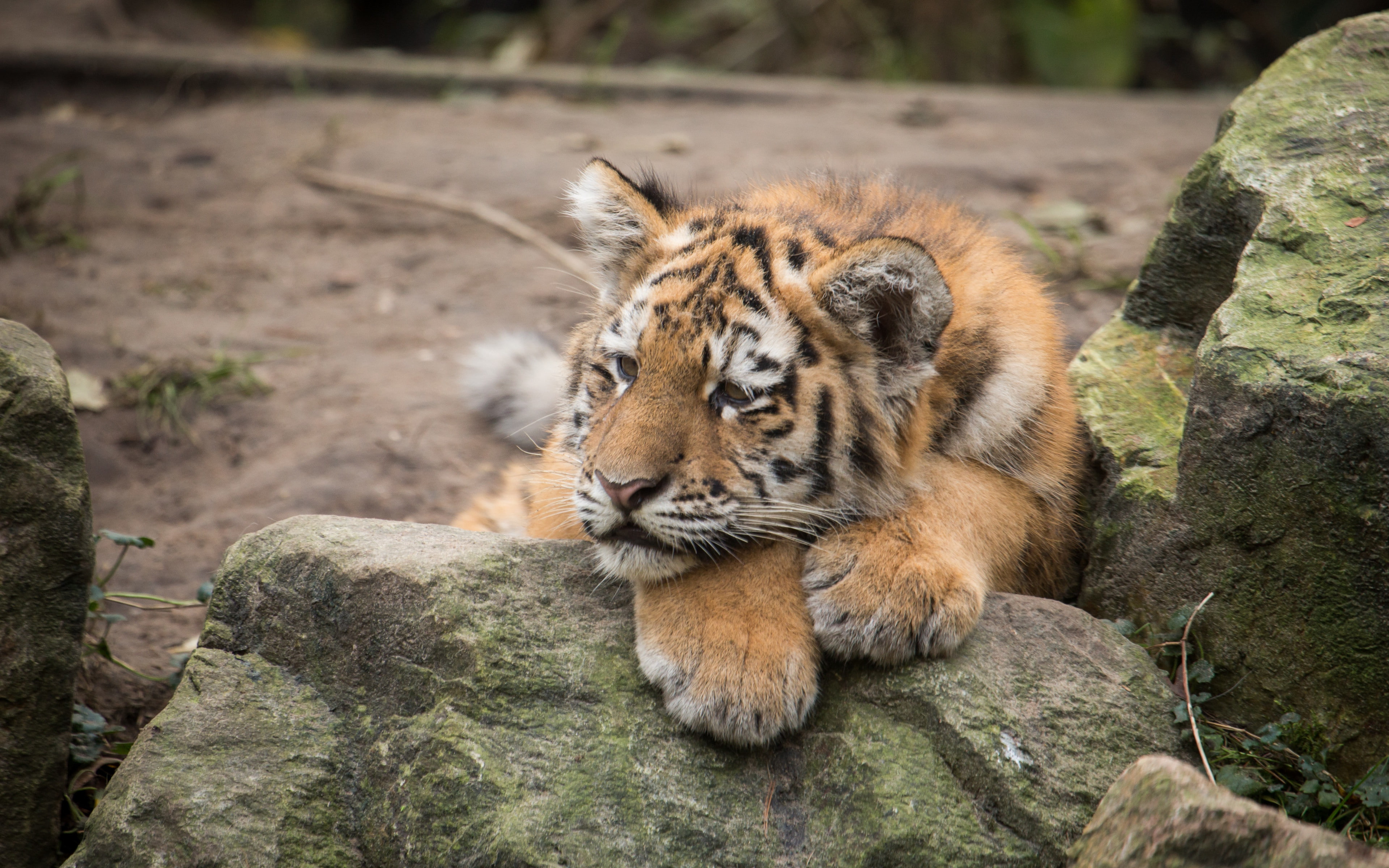cub backgrounds, download 3840x2400 amur tiger, rocks, 4K, amur tiger, lies, predator, HD Wallpaper