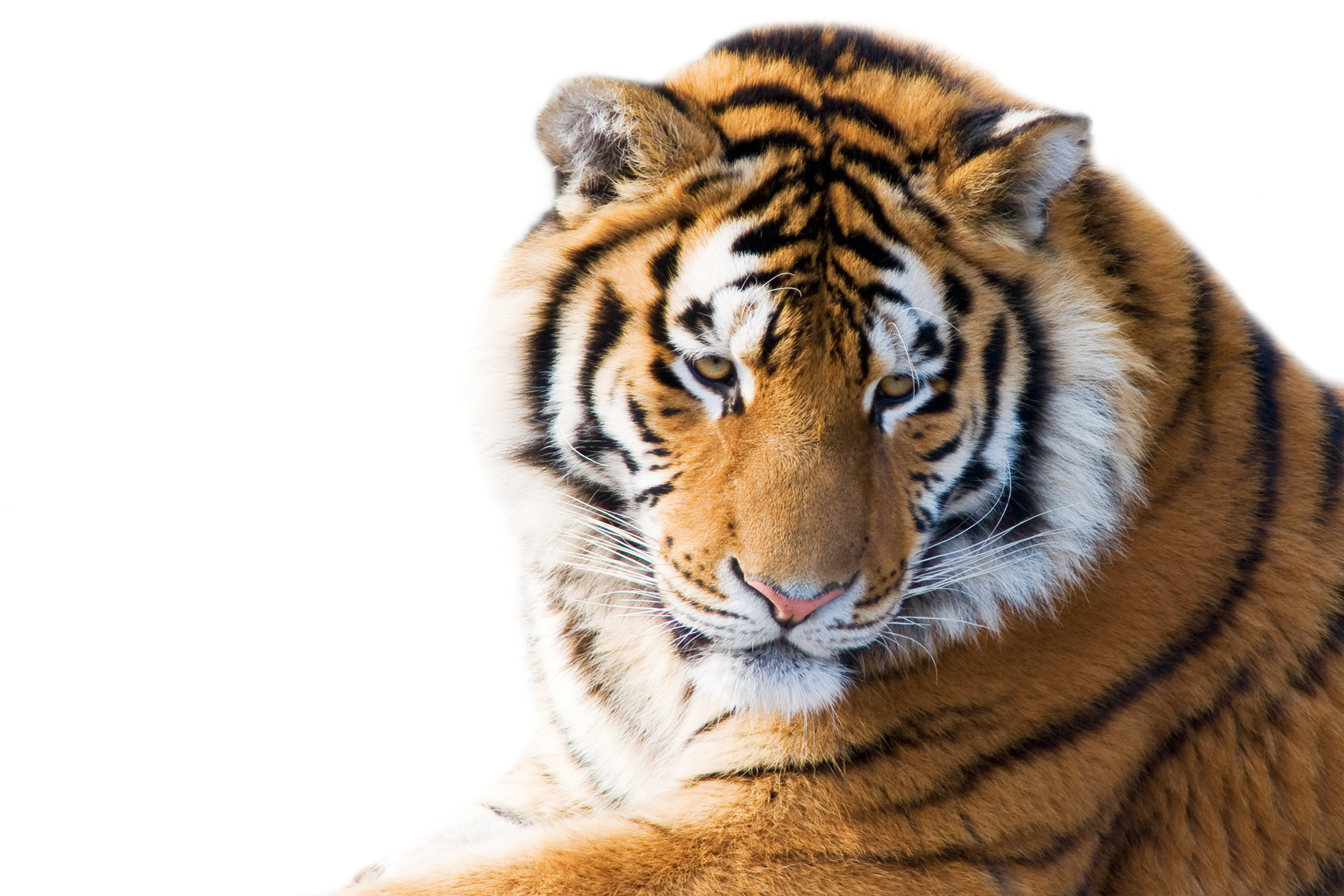 zoo, tropical Rainforest, mammal, white, siberian Tiger, large, white Background, vertebrate, danger, endangered Species, bengal, isolated, staring, close-up, HD Wallpaper