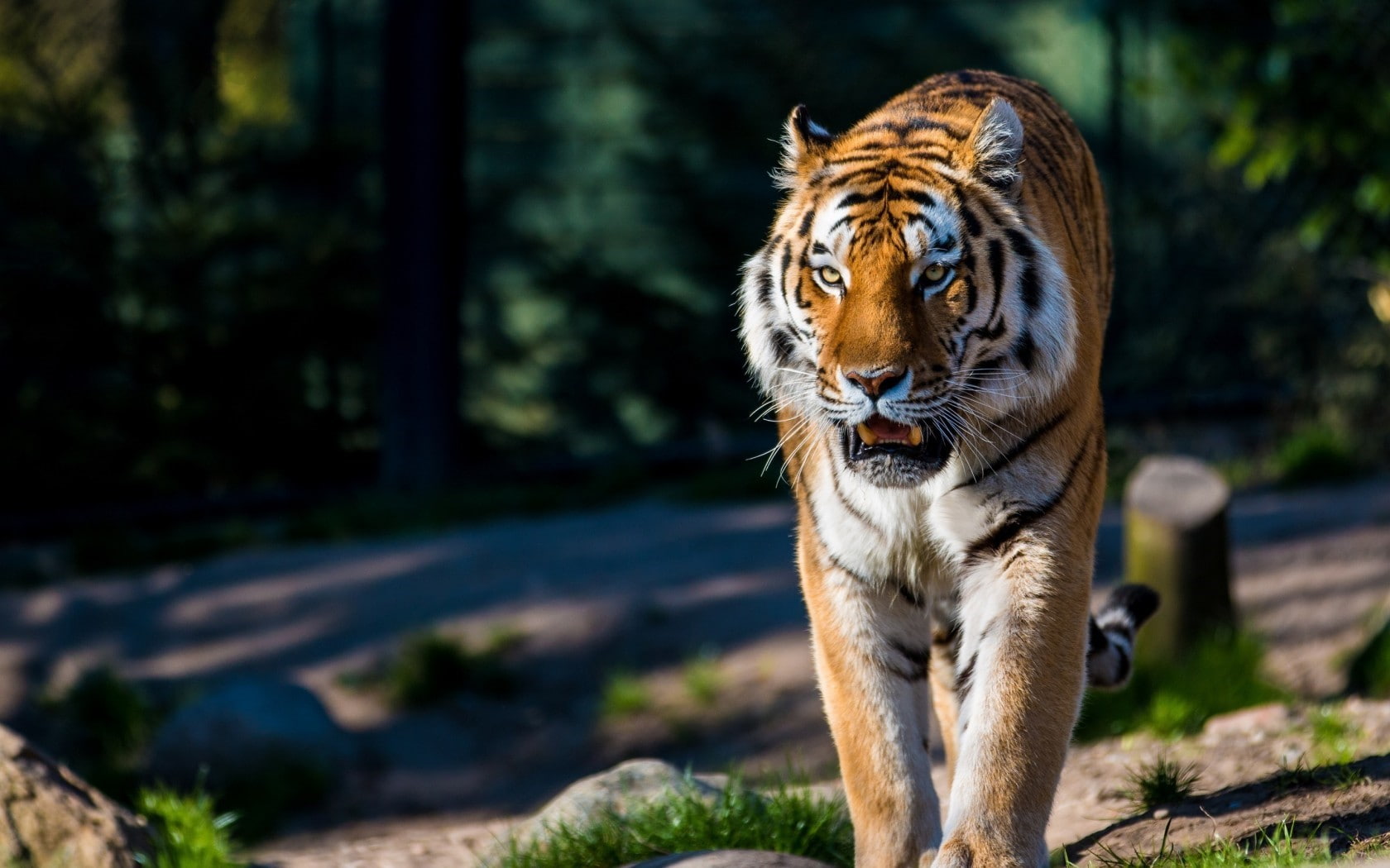 whisker, feline, cat, animal head, zoo, nature, 720P, big cat, Amur tiger, outdoors, tiger, animal themes, vertebrate, no people, portrait, one animal, HD Wallpaper