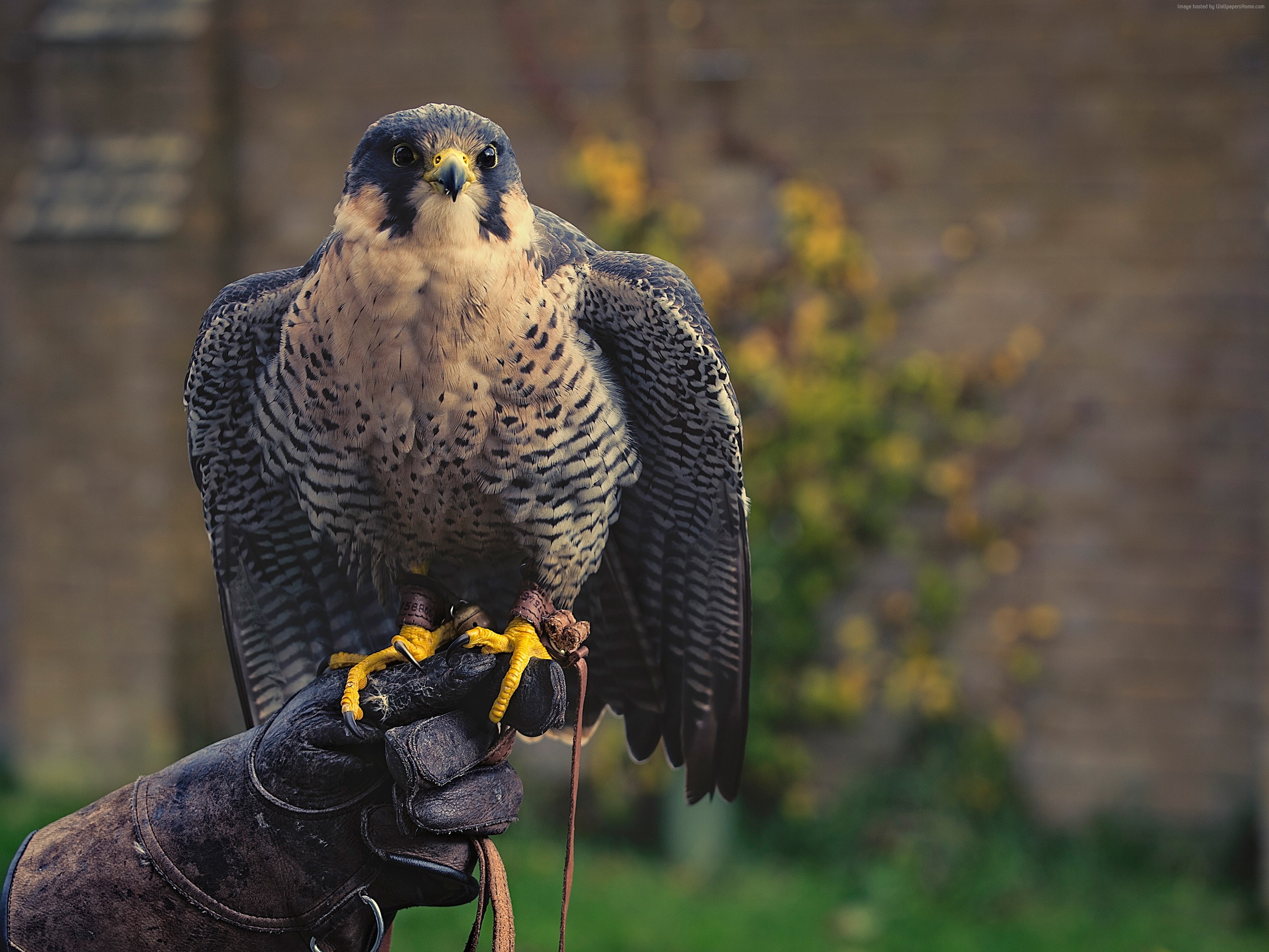 hunter, falcon, 2K, cute animals, predator, HD Wallpaper