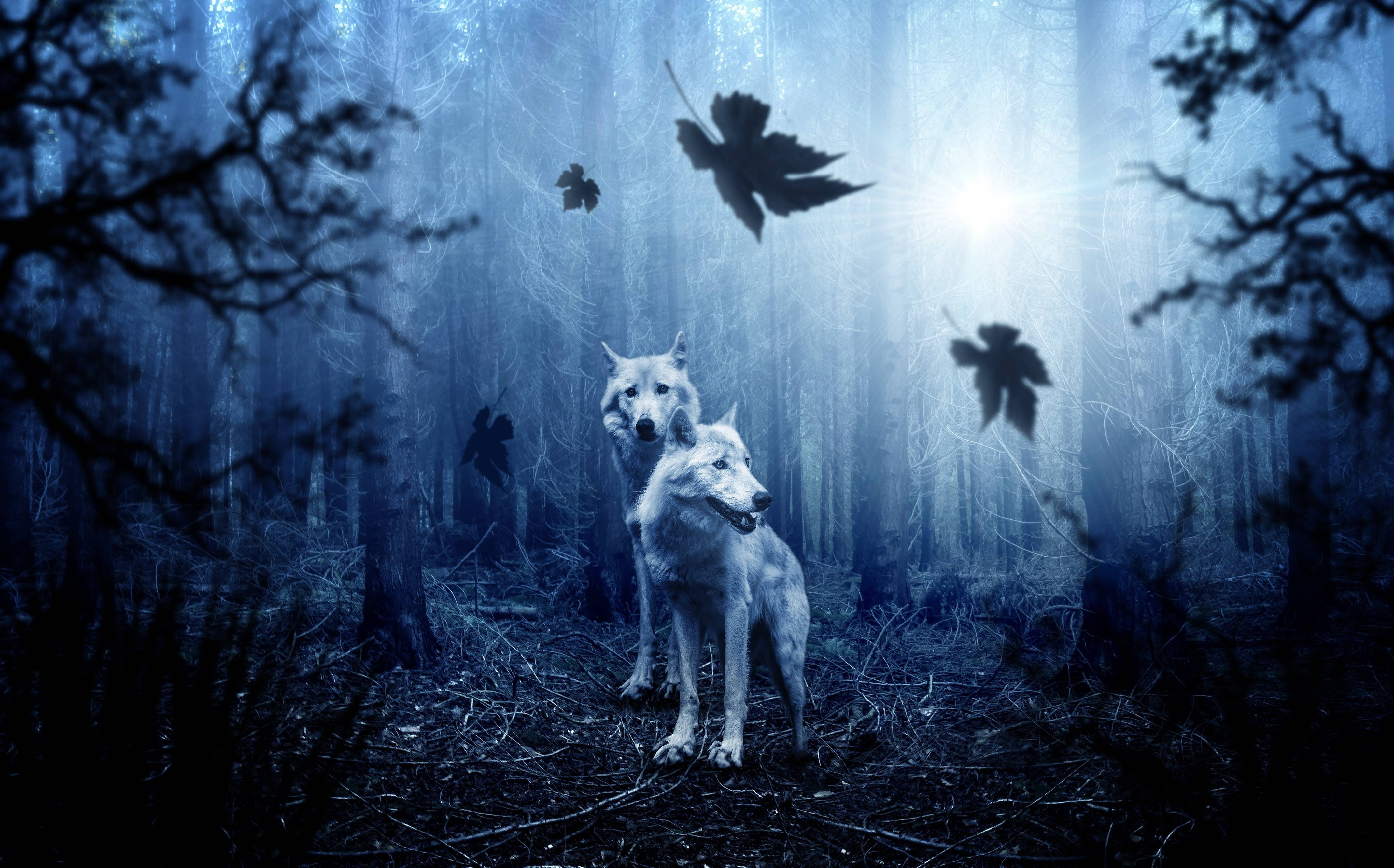 animal, forest, 4K, wolf, predator, dark, hunter, HD Wallpaper
