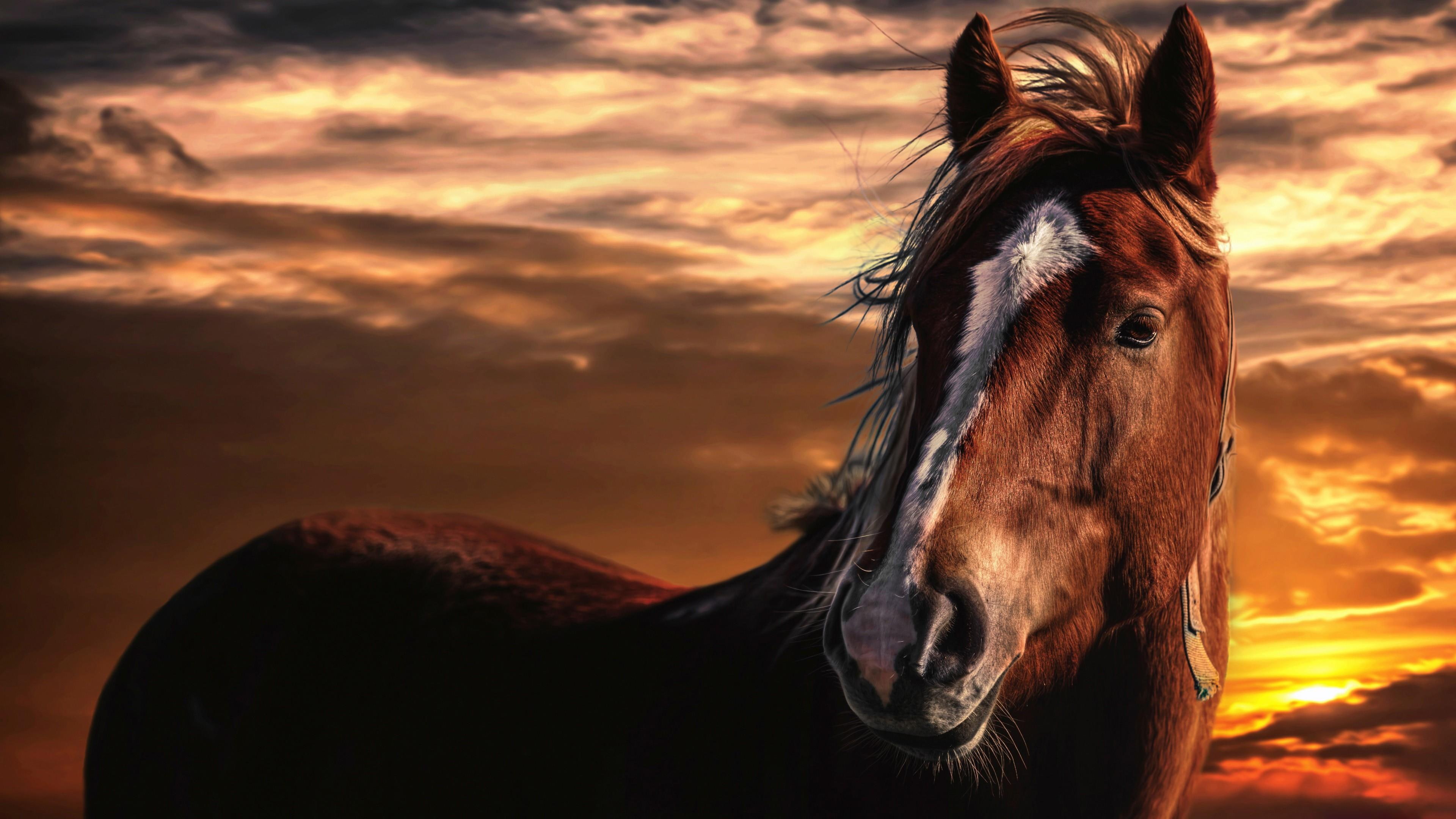 horse, white stripe, sunset, beauty, brown horse, cloudy, sky, 4K, wind, HD Wallpaper