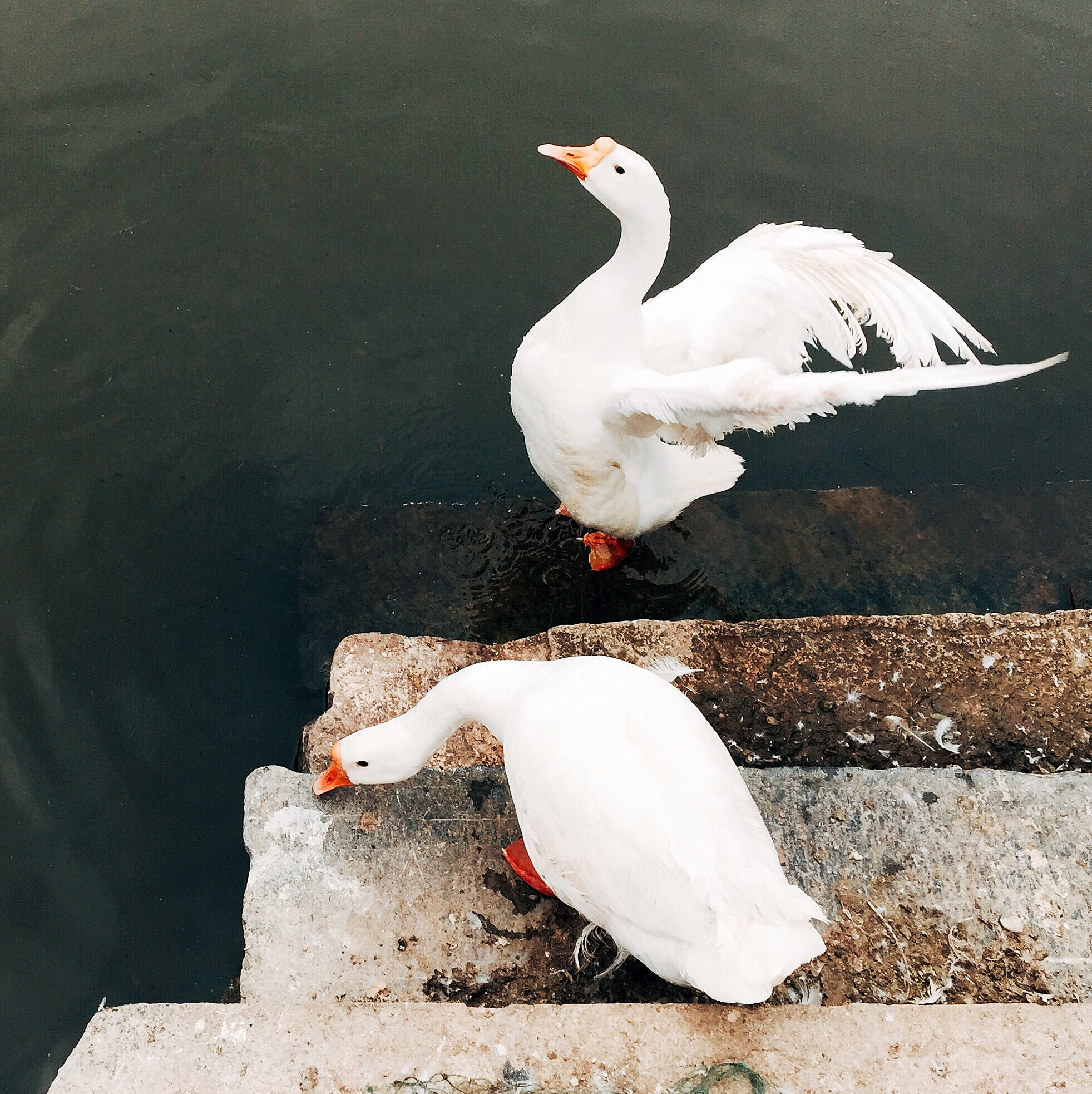 unit, orange, no people, near, lake, vertebrate, animal themes, step, full length, swan, stair, ducks, nature, animals in the wild, two, group of animals, Phone HD Wallpaper