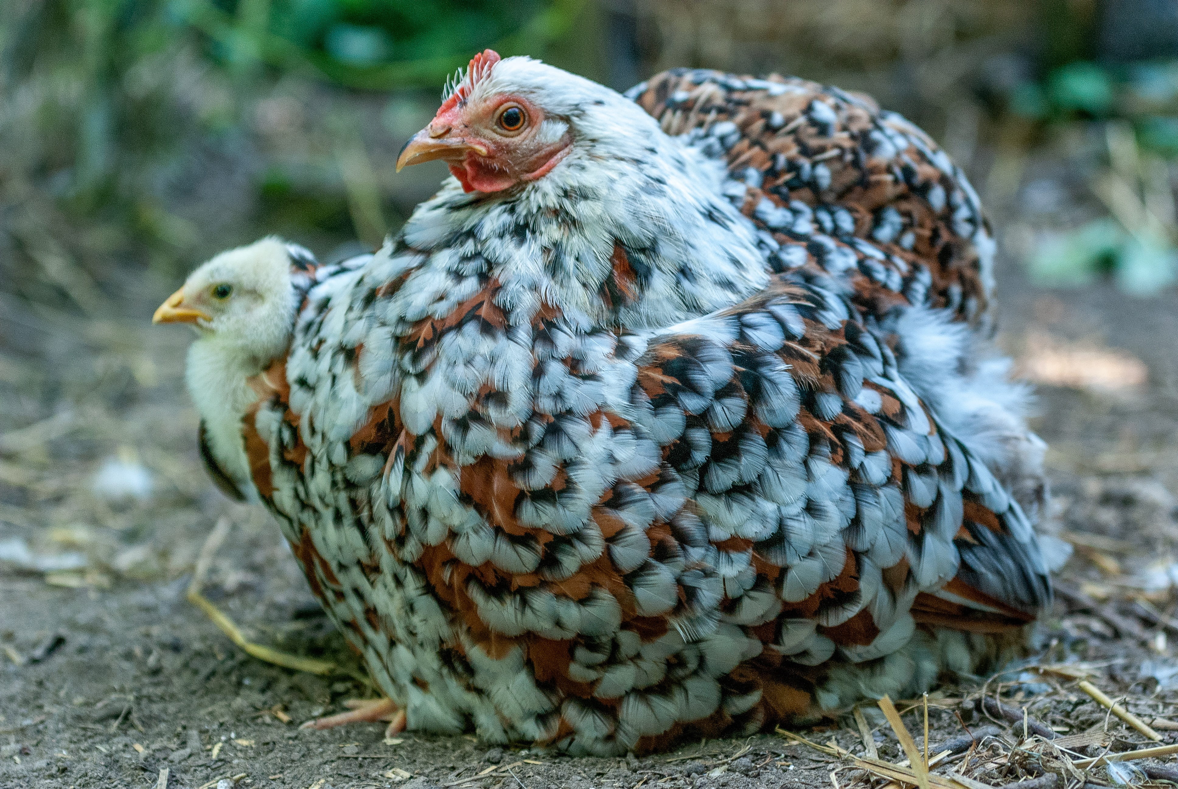 animal, gallinacées, livestock, 4K, chick, baby, domestic, nature, wing, day, a thousand flowers, focus on foreground, multicolor, young animal, hen, mother, HD Wallpaper