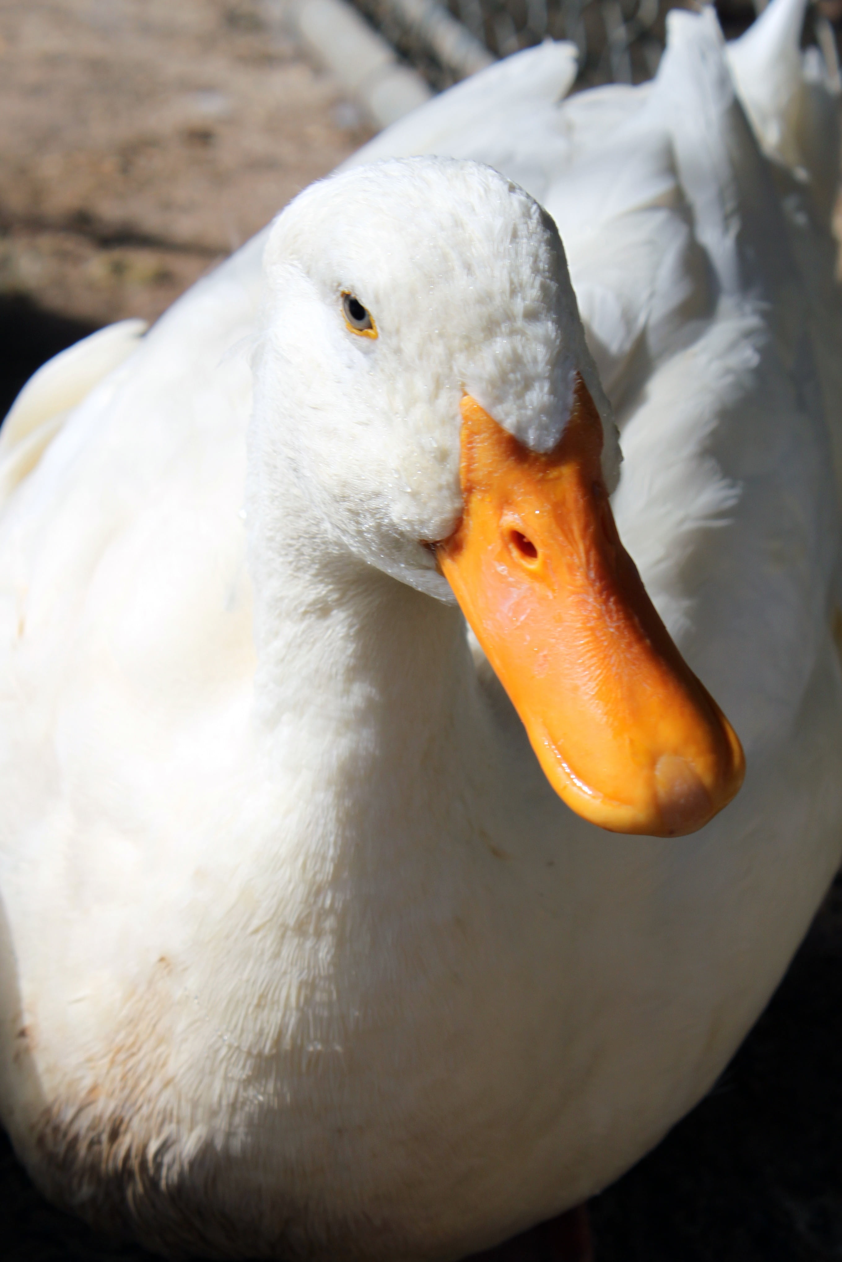nature, older, beak, no people, attitude, one animal, white, portrait, outdoors, water bird, mature, bird, fowl, goose, animal wildlife, close-up, feathers, Phone HD Wallpaper
