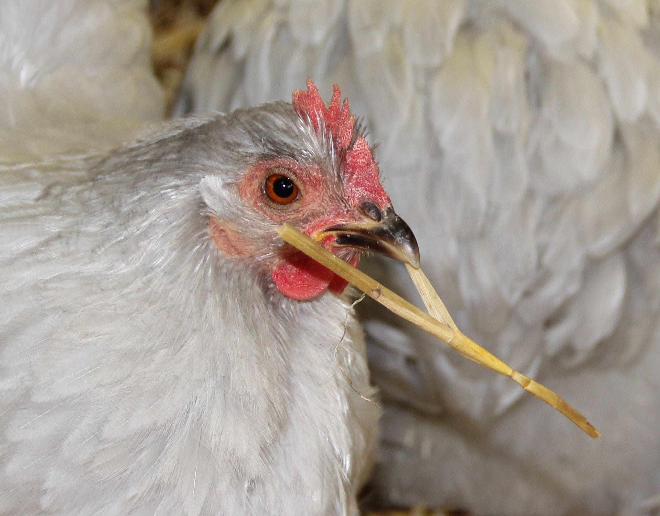 domestic animals, bird, chicken, animal eye, animals crest, animal themes, cuckoo, beak, focus on foreground, livestock, no people, outdoors, Pekin Chicken, HD Wallpaper