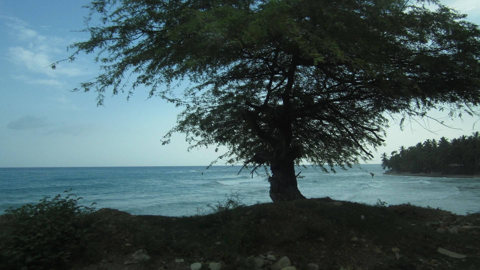 1080P, haiti, background, beaches, trees, green, sea, tree, landscapes, photo, caribbean, HD Wallpaper