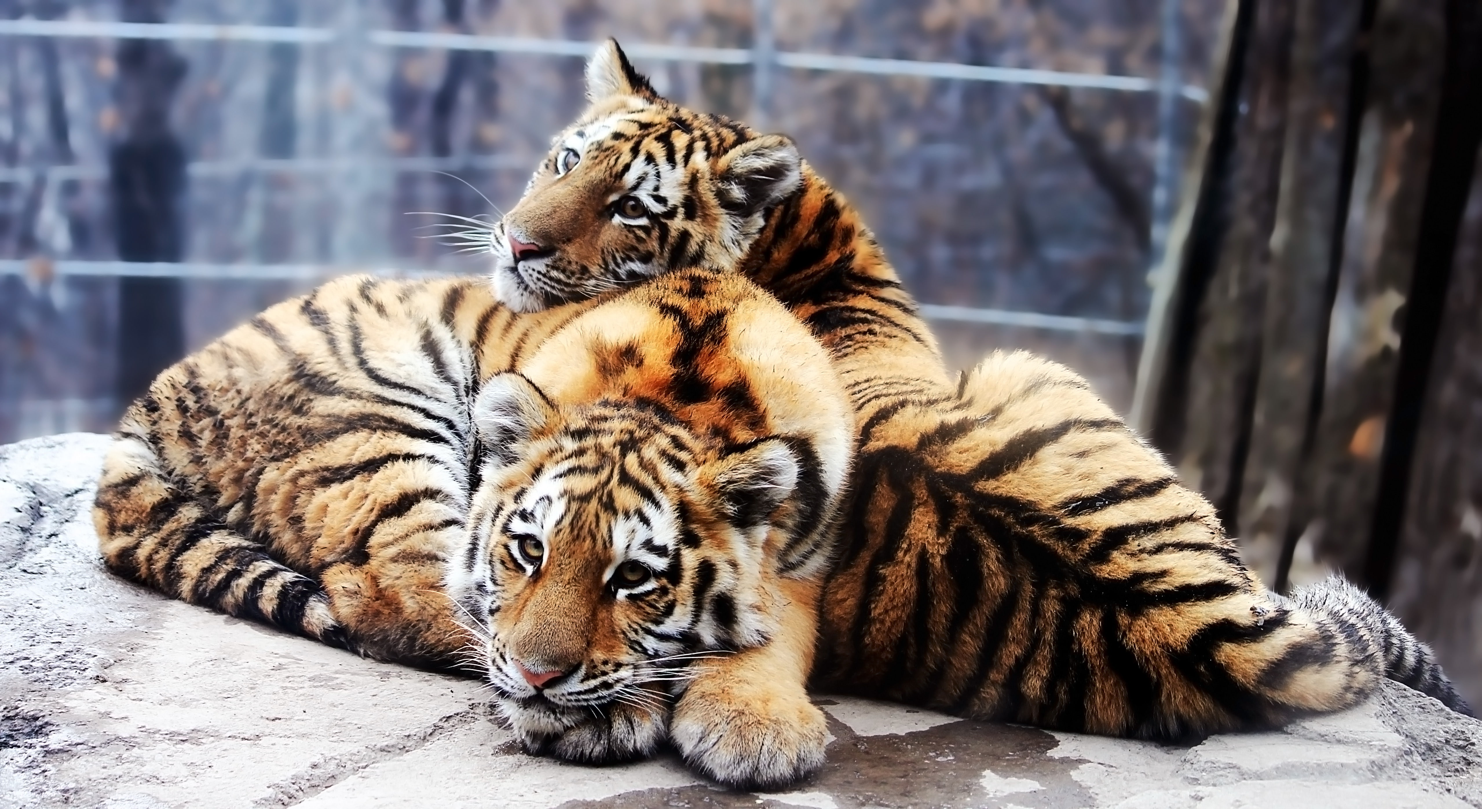 Panthera tigris altaica, The Amur tiger, the cubs, 4K, HD Wallpaper