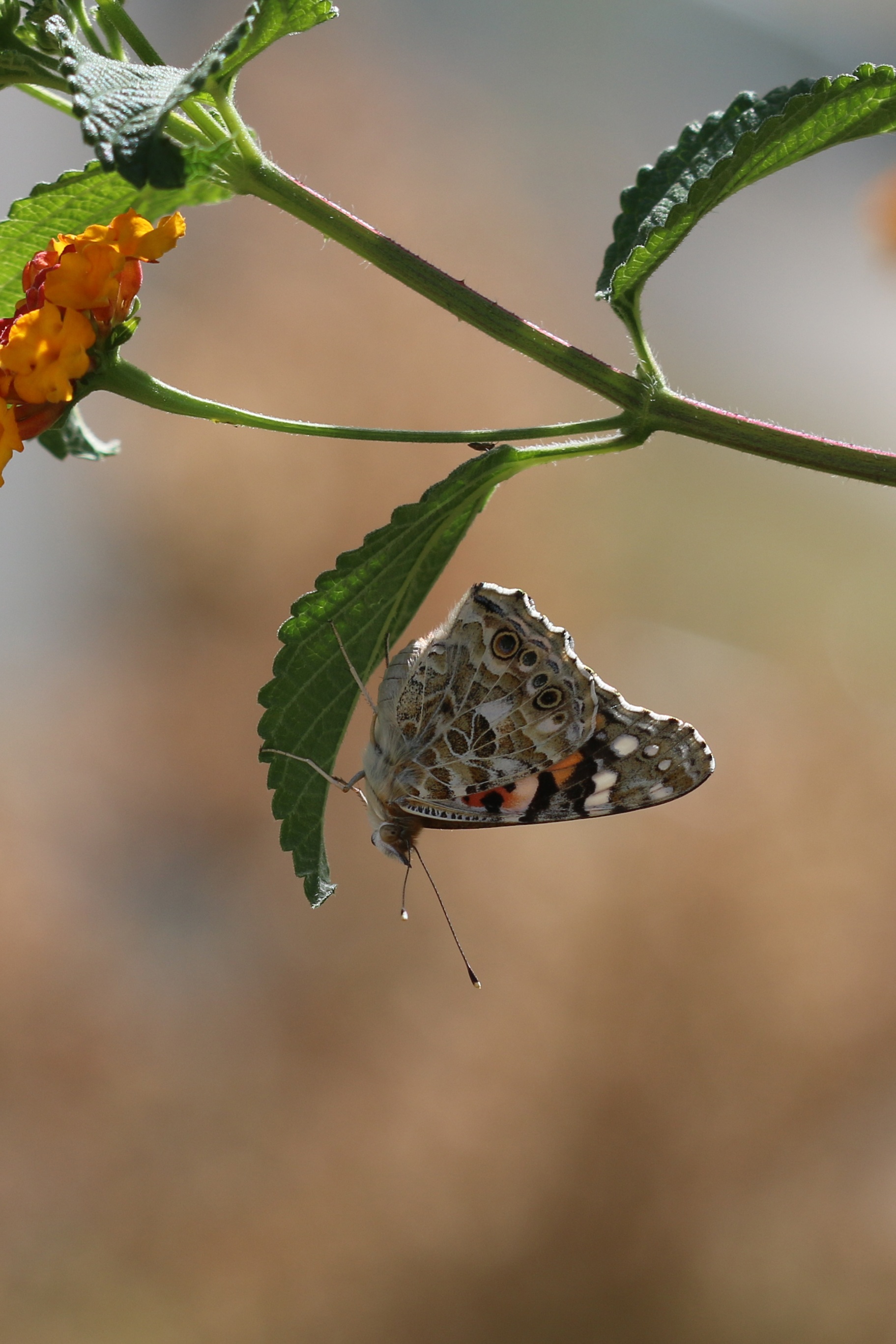 green, animals in the wild, animal wildlife, 2K, no people, butterfly - insect, beauty in nature, animal wing, flowers, flower, garden, focus on foreground, Phone HD Wallpaper