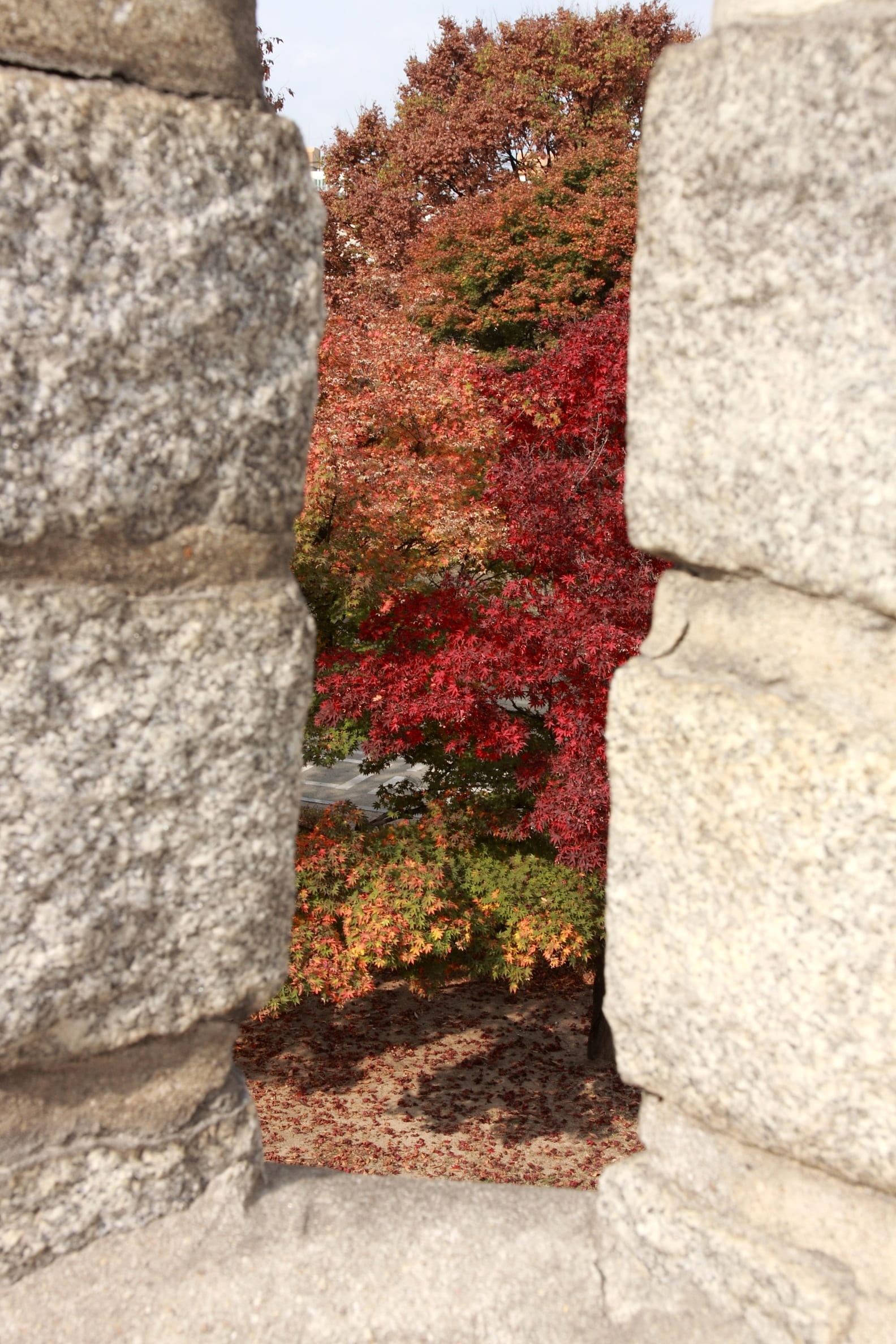 outdoors, 1080P, beauty in nature, close-up, high, stone wall, growth, red, korea culture, castle, nature, day, joseon dynasty castle, change, rock, poru, Phone HD Wallpaper