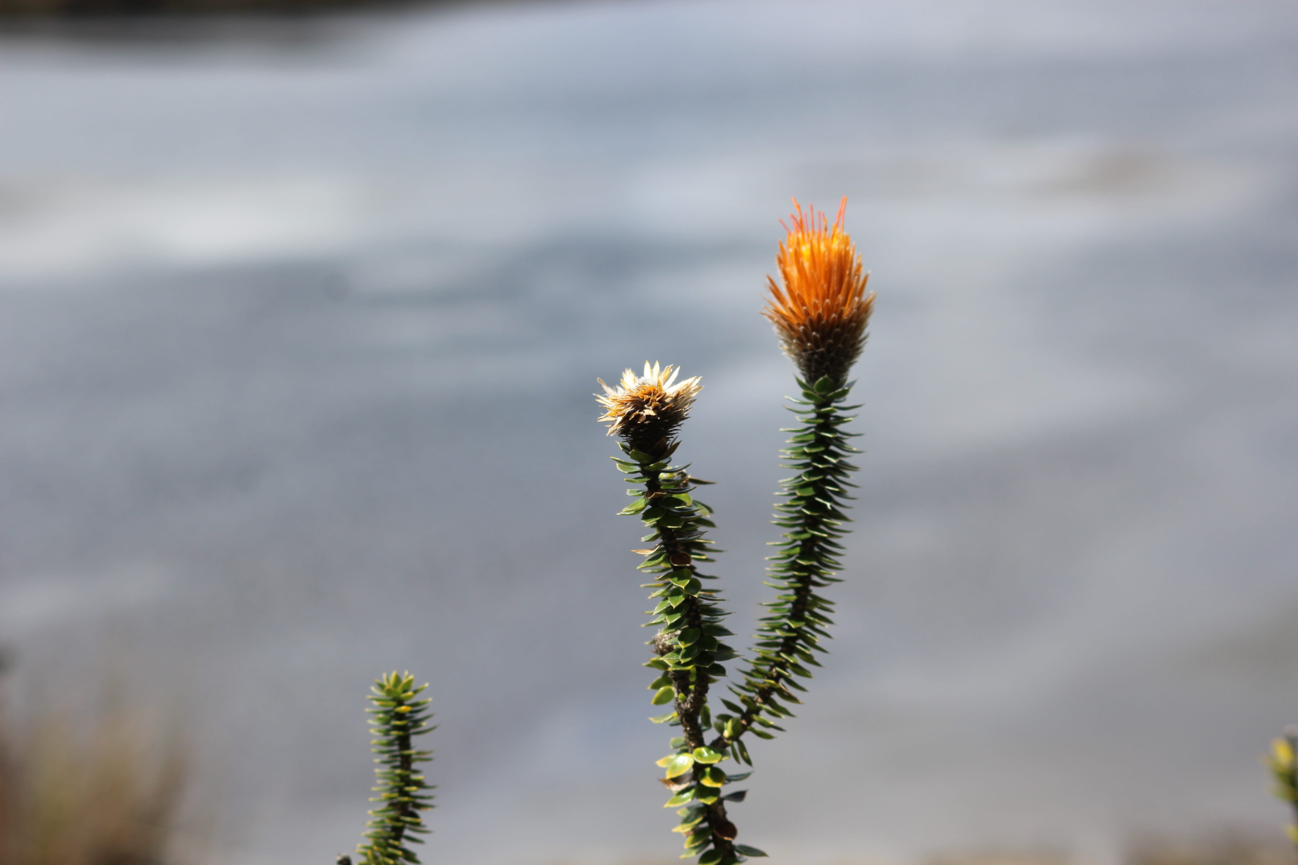 paramo, beauty in nature, freshness, ecuador, landscape, environment, national, andean, azuay, focus on foreground, mountains, flower head, descend, flower, HD Wallpaper