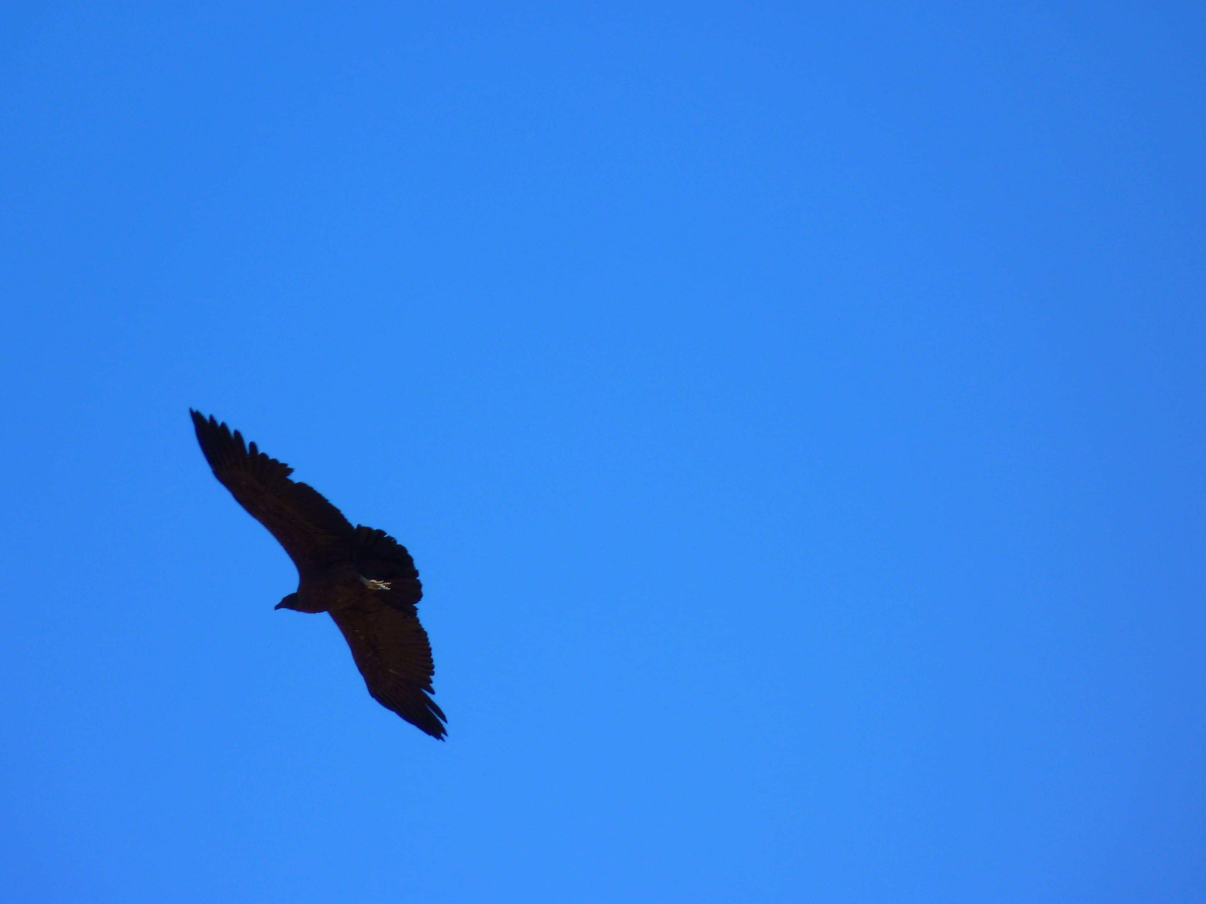 4K, Vultur Gryphus, new world vultures, day, eagle, nature, animal, air, species, low angle view, sky, motion, animal themes, bird of prey, spread wings, HD Wallpaper
