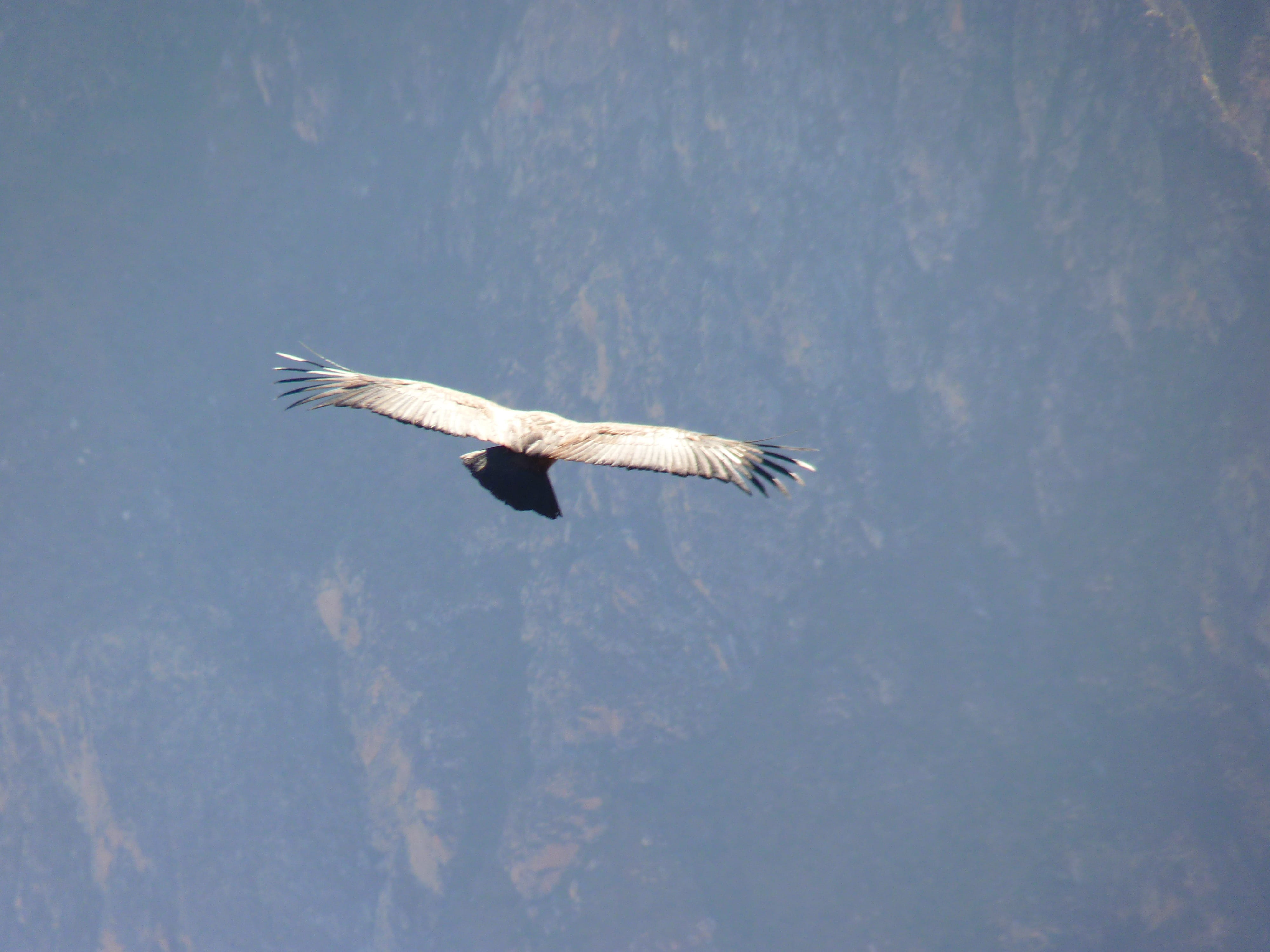 motion, Vultur Gryphus, one animal, 4K, animal wildlife, eagle, species, air, animal, bird of Prey, animals in the wild, sky, mid-air, animal Wing, vertebrate, HD Wallpaper