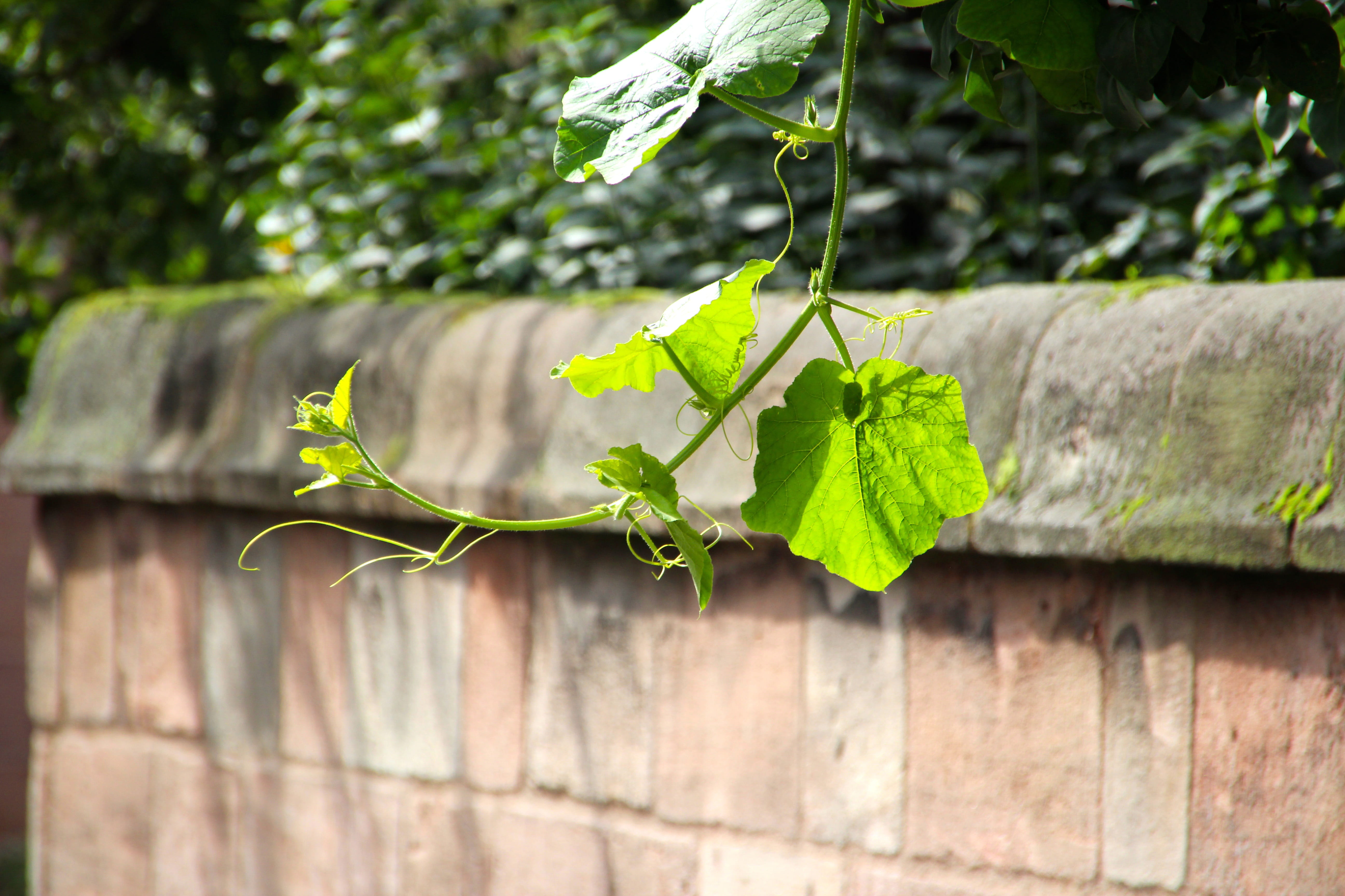 great wall, 5K, building, chinese, leaf, outdoors, plant part, landmark, world heritage, tourists, built structure, green color, plant, architecture, trip, HD Wallpaper