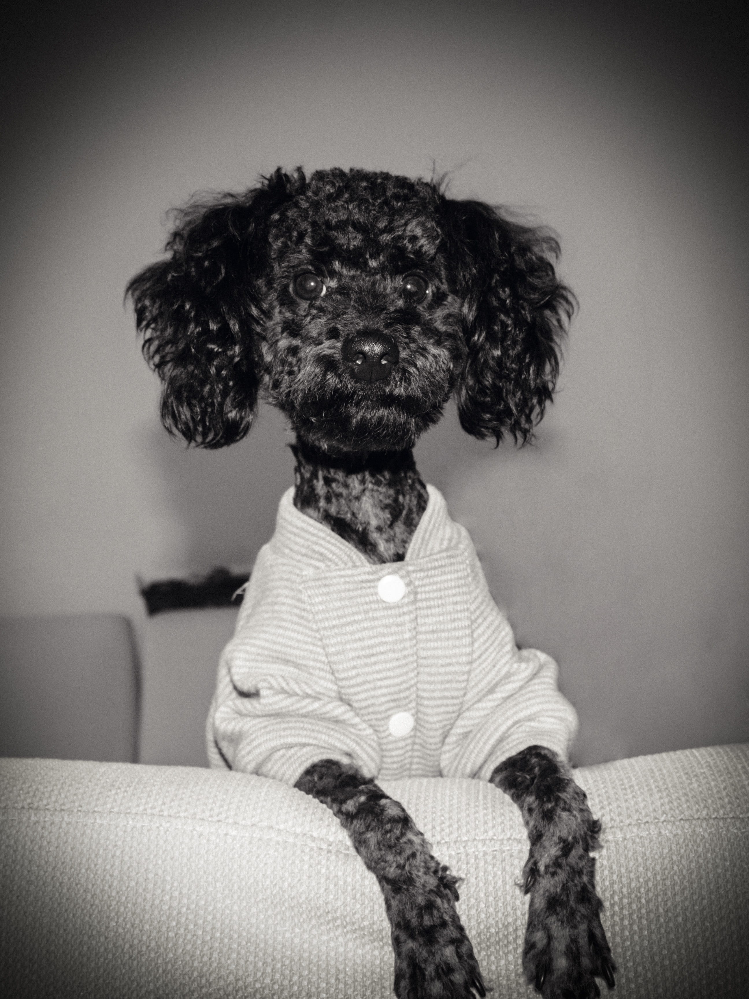 dog, real people, childhood, diudiu, one person, child, son, unrecognizable person, sitting, 2K, waist up, rear view, women, leisure activity, photography, Phone HD Wallpaper
