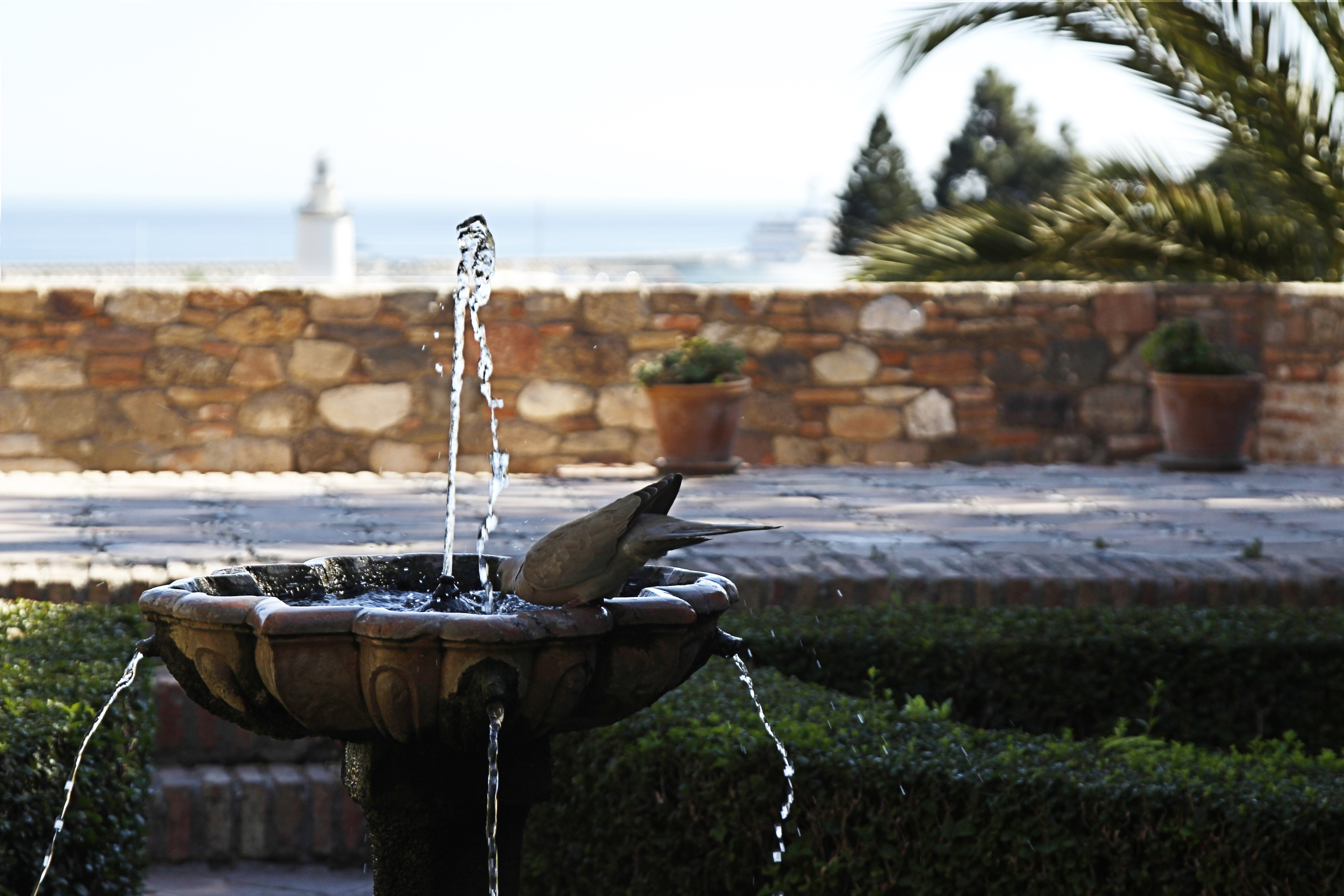 nature, water, paloma, tropical climate, alcazaba, 5K, palm tree, outdoors, ave, no people, flowing, monument, focus on foreground, plant, household equipment, HD Wallpaper