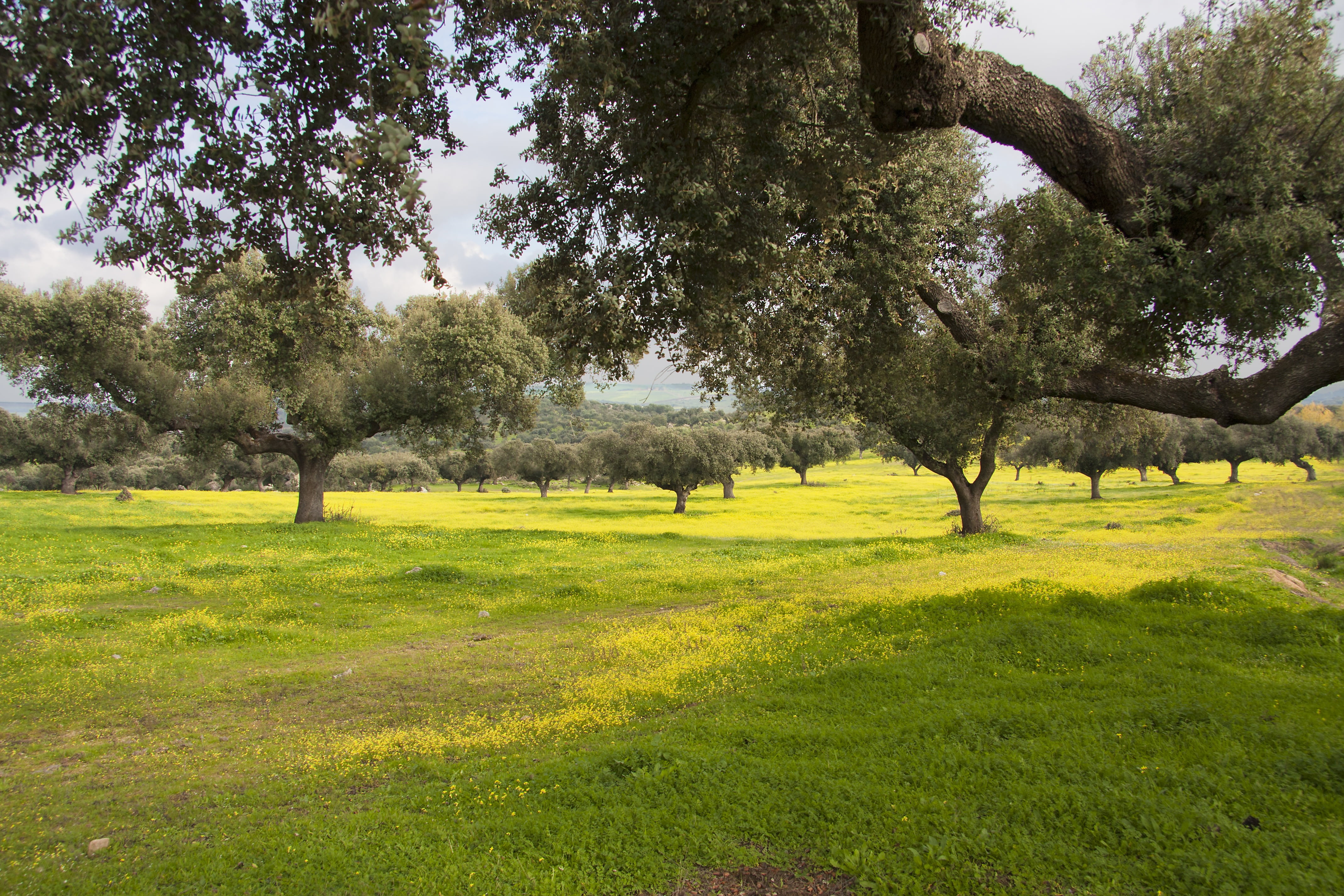 4K, tree, shadow, nature, scenics - nature, encina, sunlight, trees, green color, land, landscape, daytime, plant, grass, no people, alentejo, dehesa, HD Wallpaper