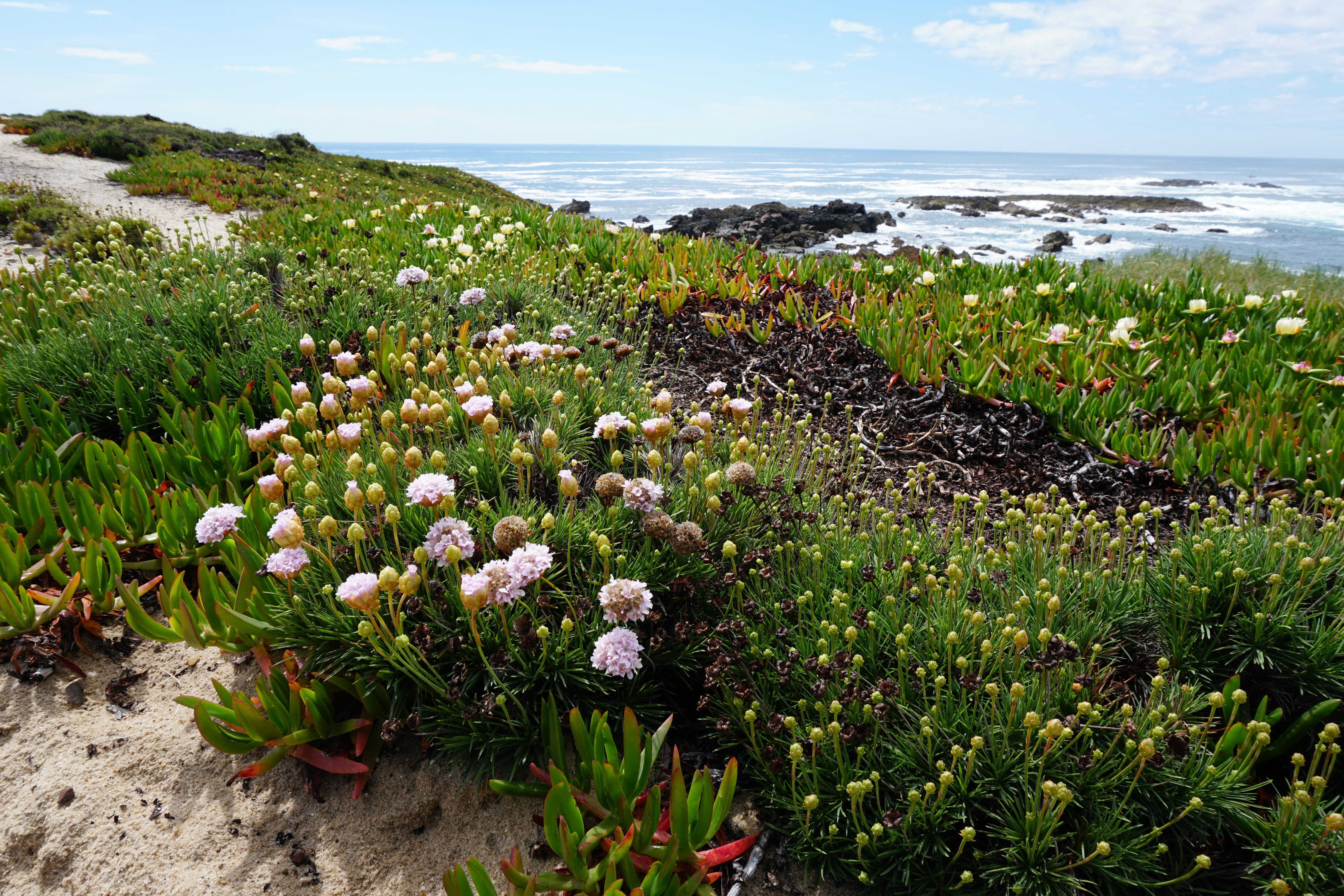 beauty in nature, plant, portugal, horizon over water, horizon, flower head, spring, growth, landscape, water, flower, sea, no people, scenics - nature, HD Wallpaper